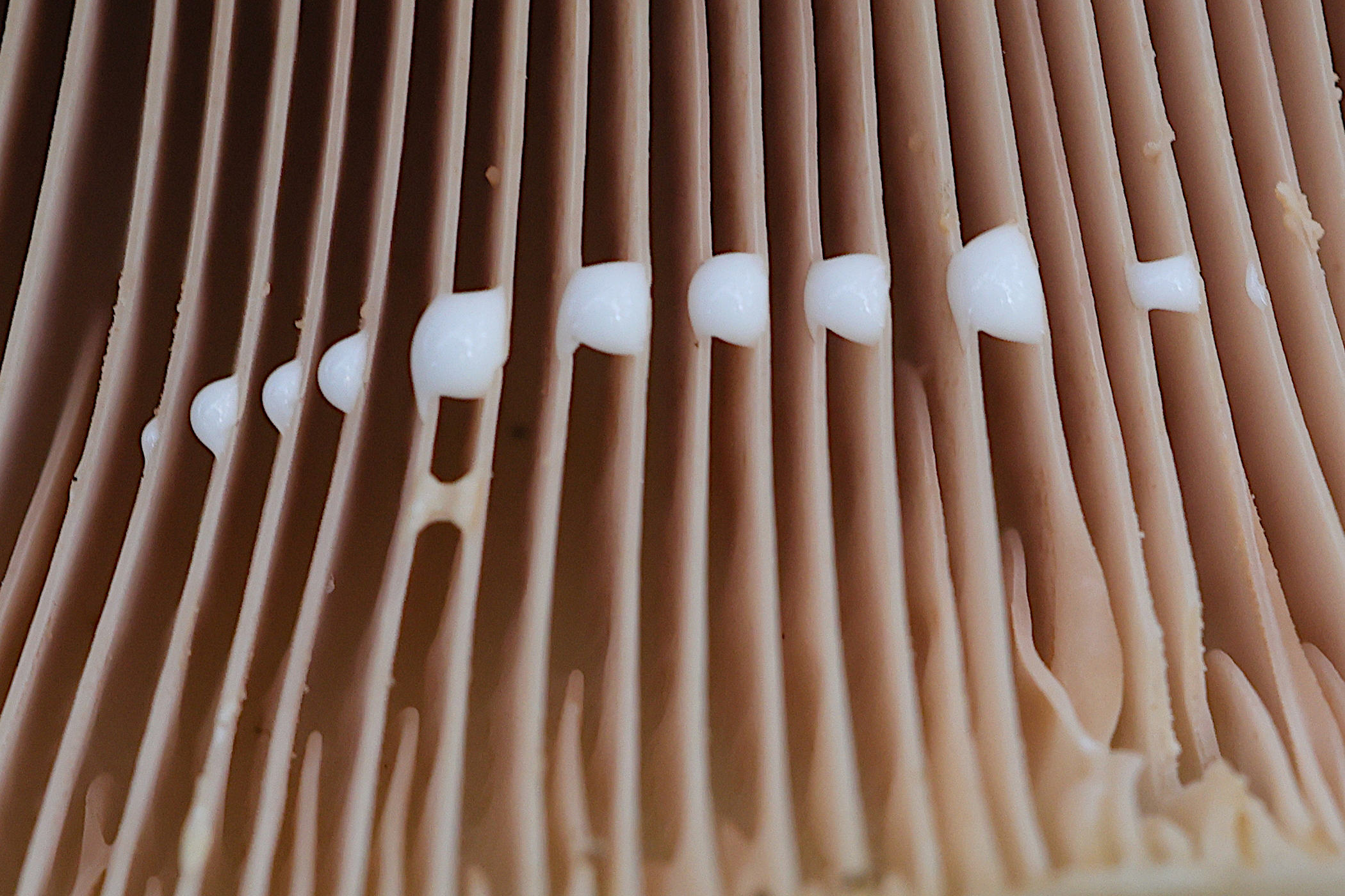 lactarius_contreversus6md