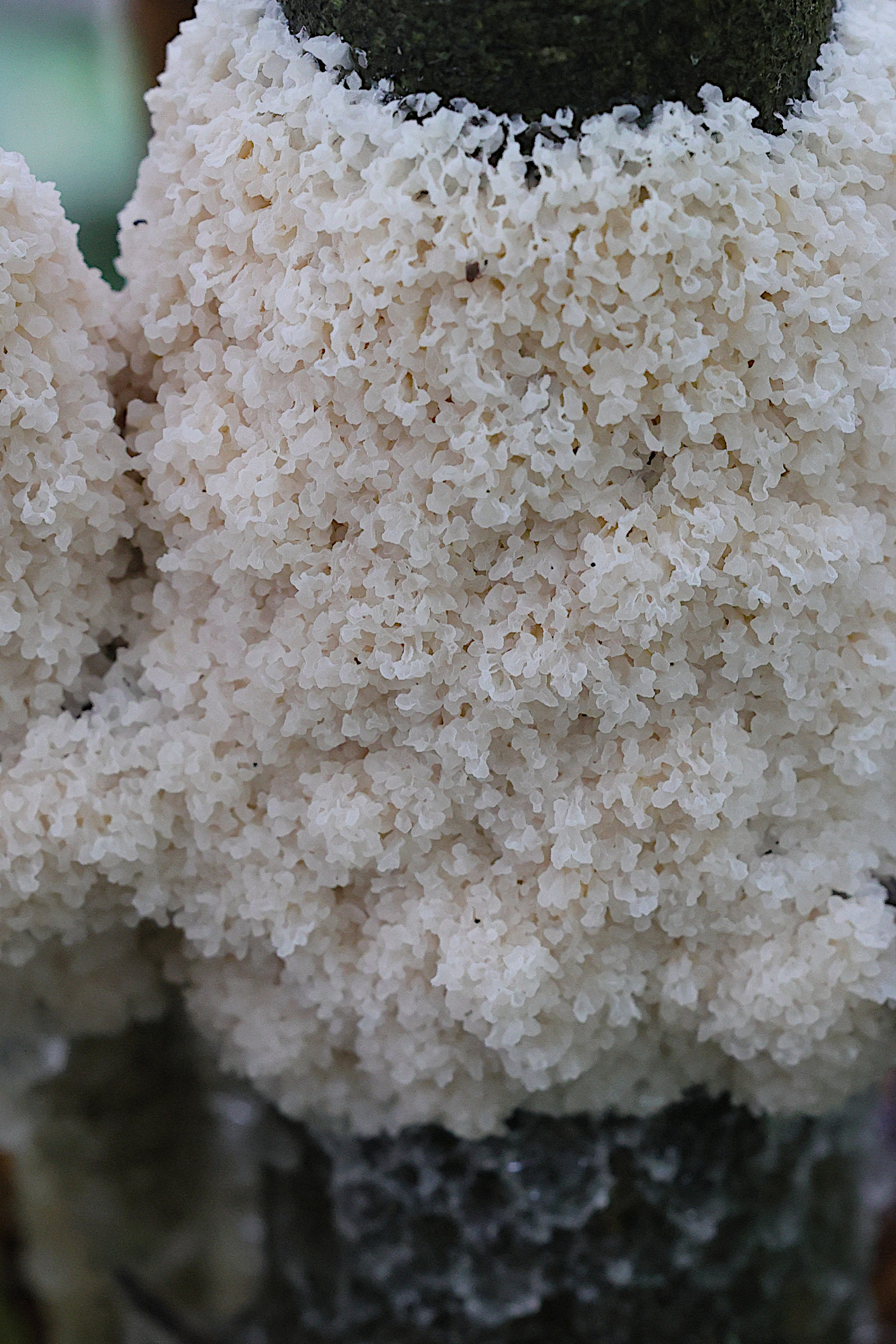 mucilago_crustacea6md