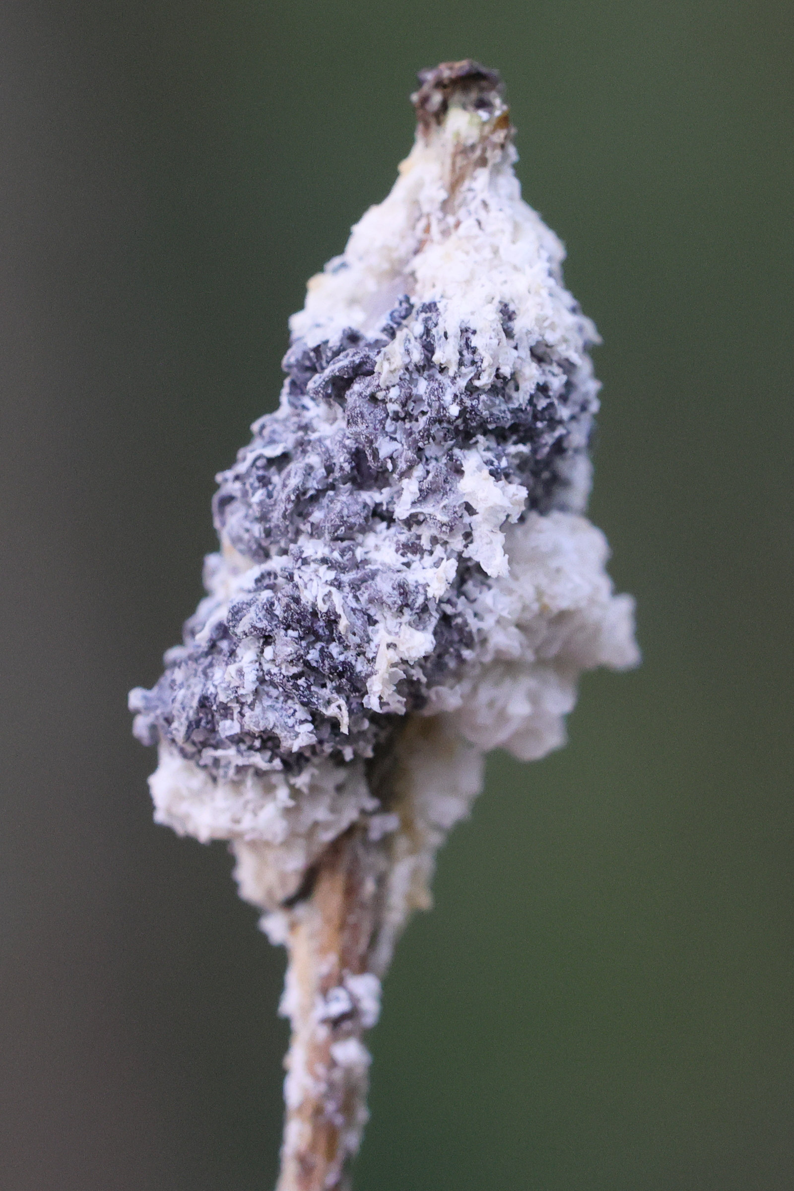 mucilago_crustacea8md