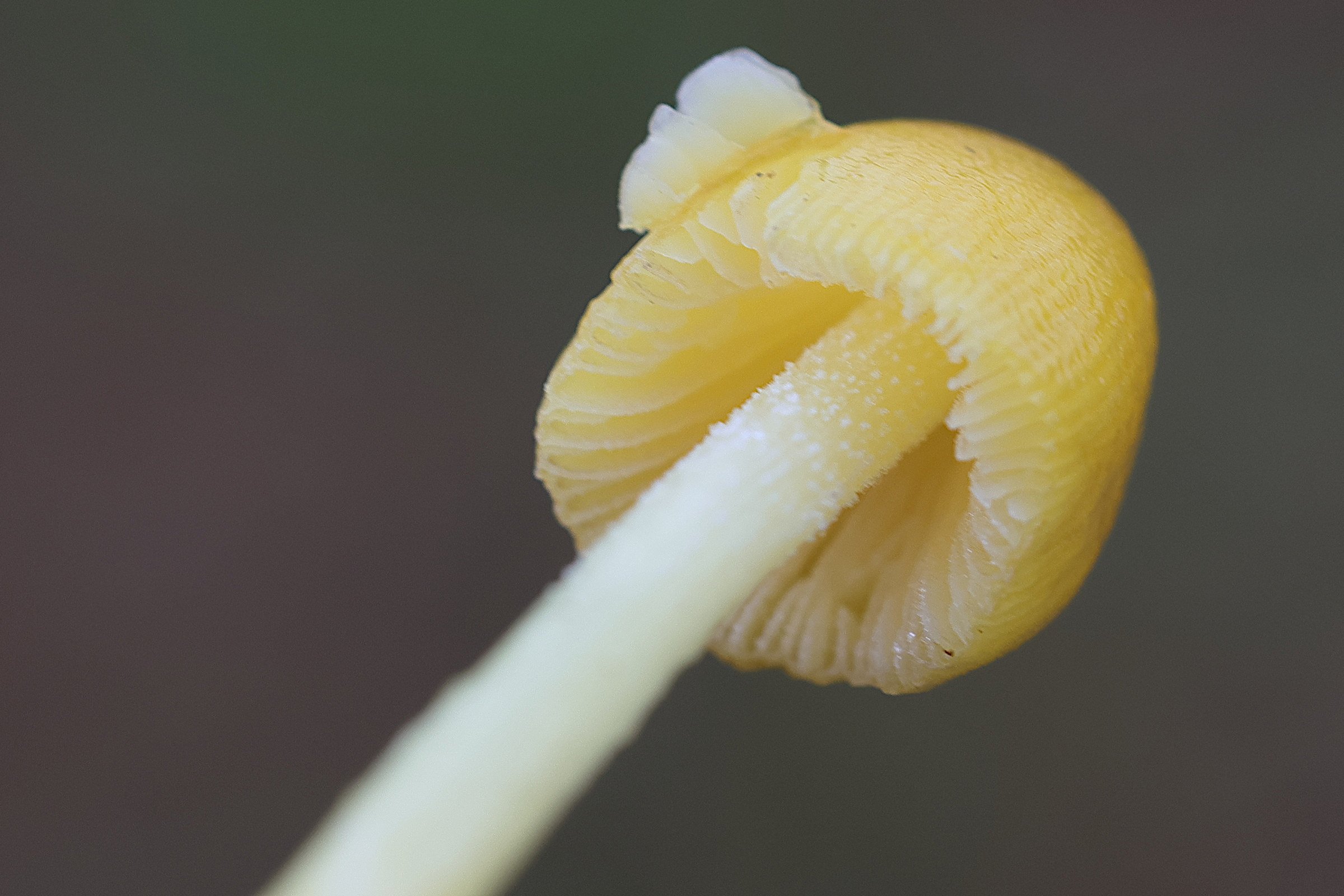 bolbitius_titubans9md