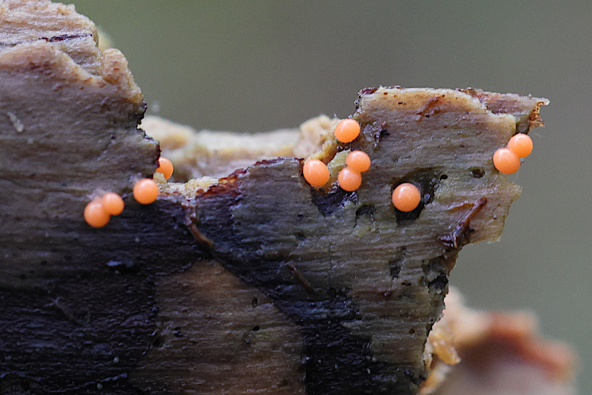 lycogala_epidendrum2md