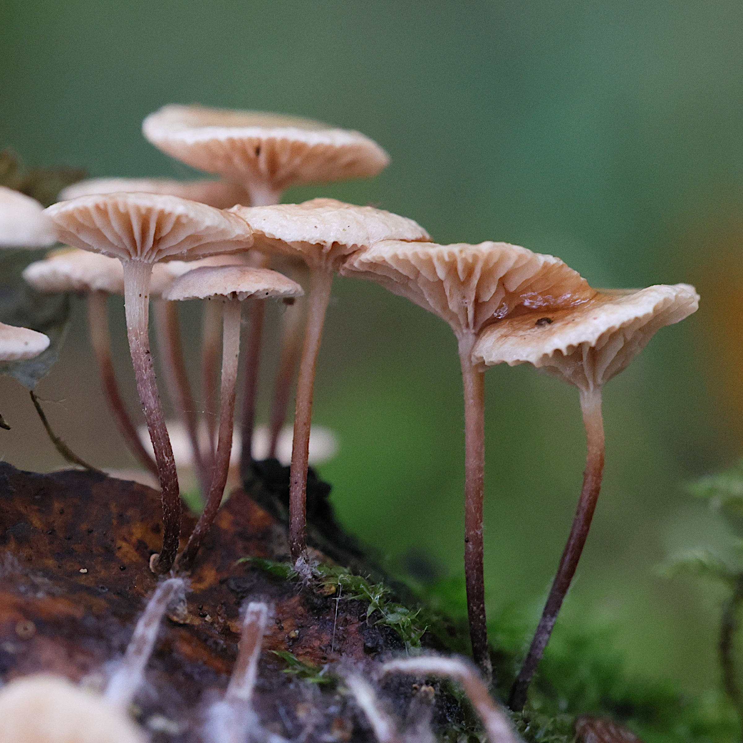 Afficher le média marasmiellus_ramealis4md marasmiellus_ramealis4md