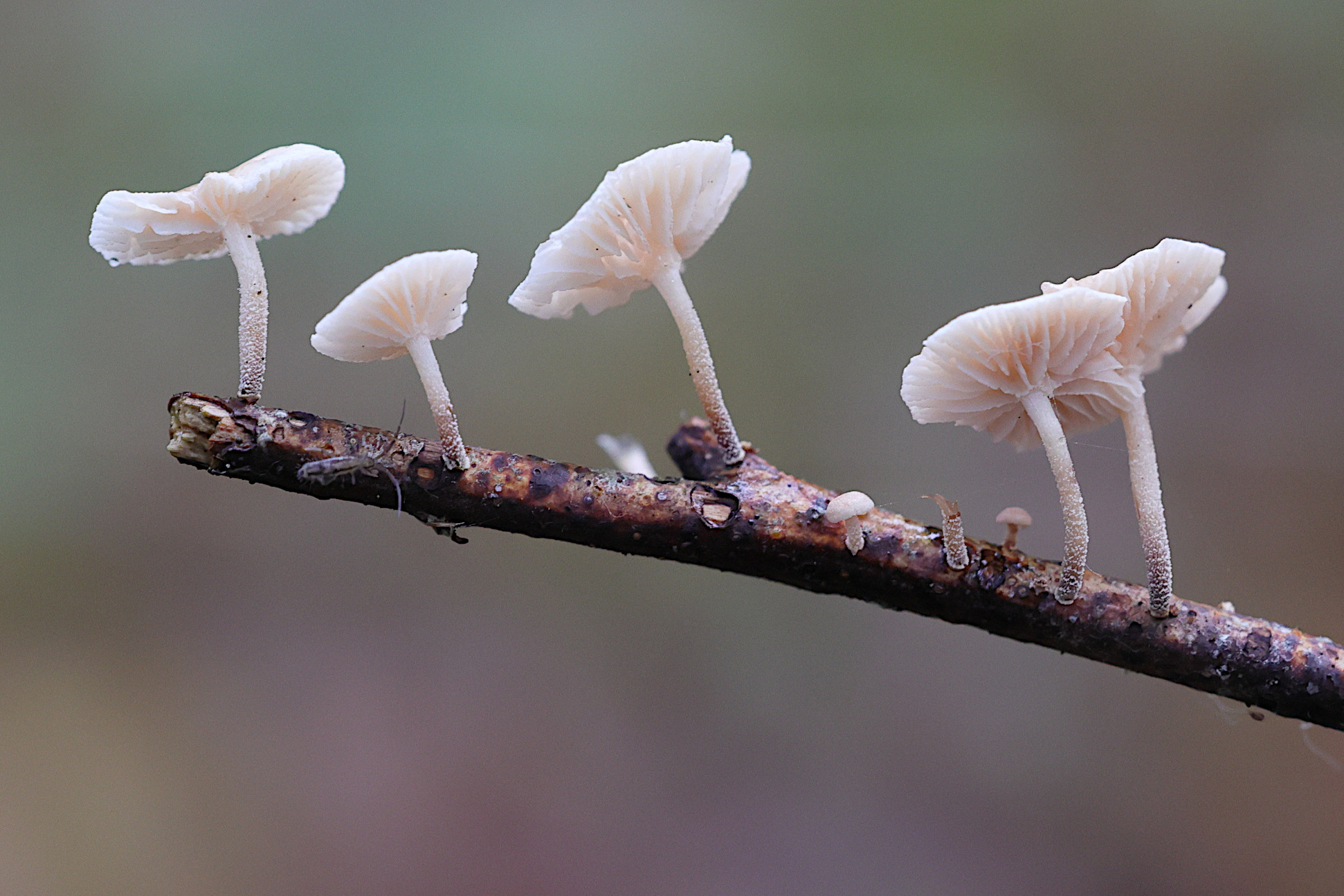 Afficher le média marasmiellus_ramealis5md marasmiellus_ramealis5md