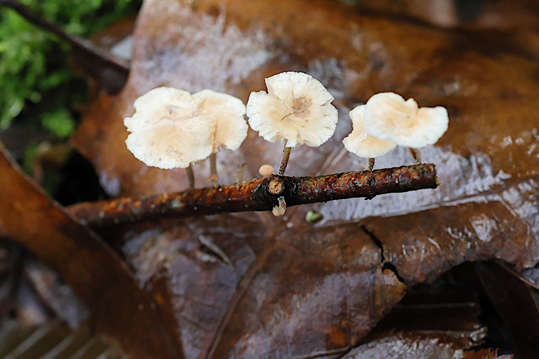 Afficher le média marasmiellus_ramealis6md marasmiellus_ramealis6md