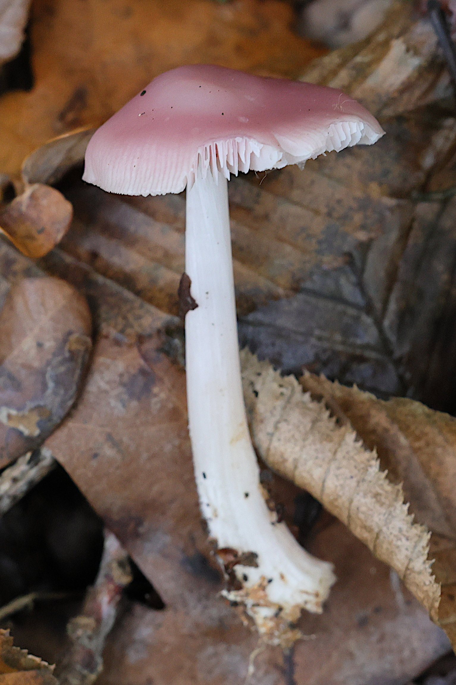 mycena_rosea3md