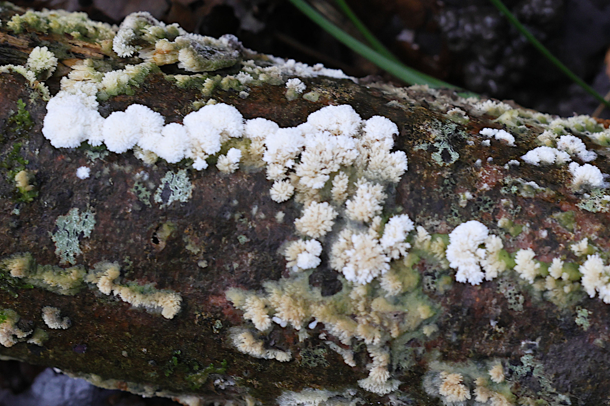 Afficher le média postia_ptychogaster4md postia_ptychogaster4md