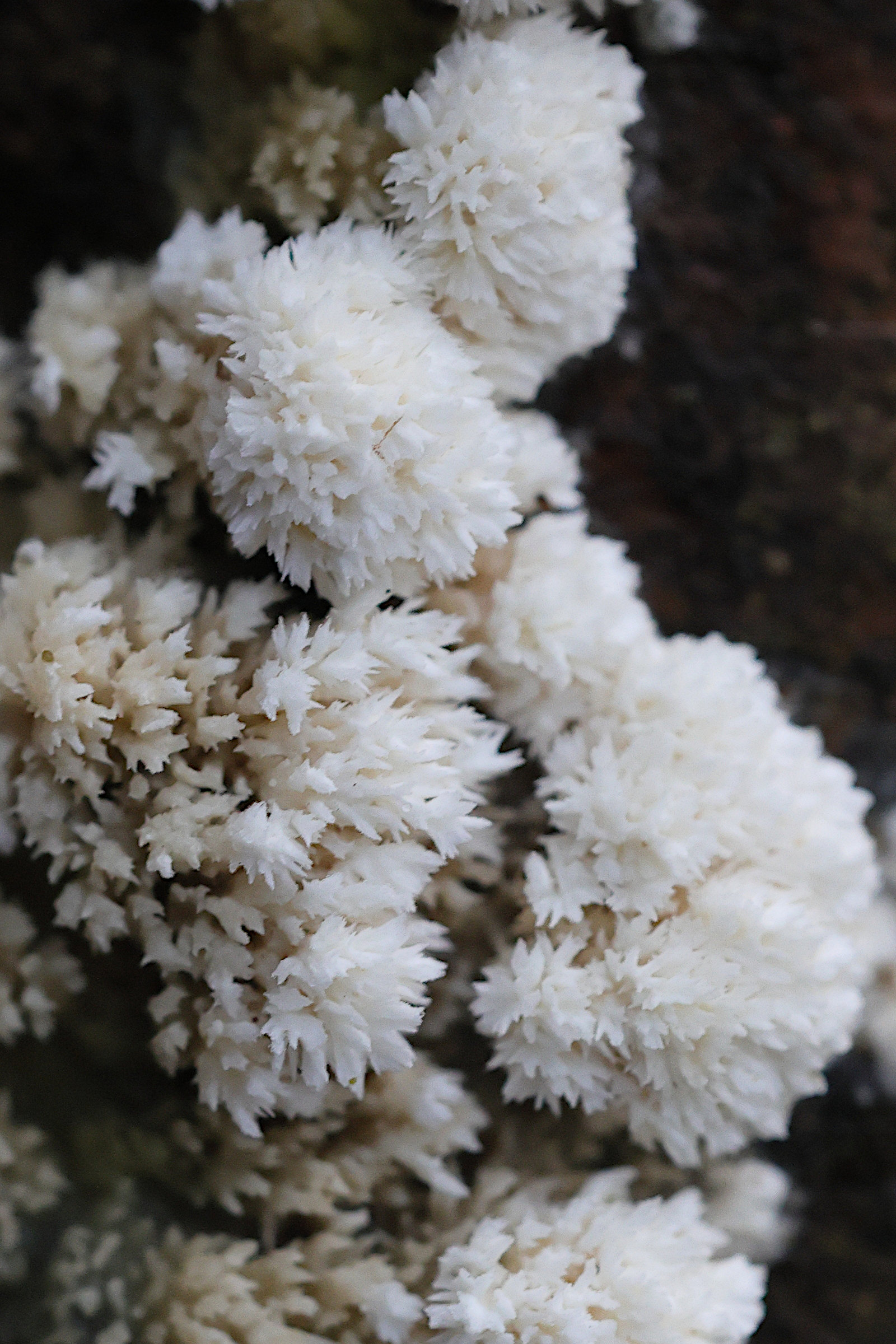 Afficher le média postia_ptychogaster5md postia_ptychogaster5md