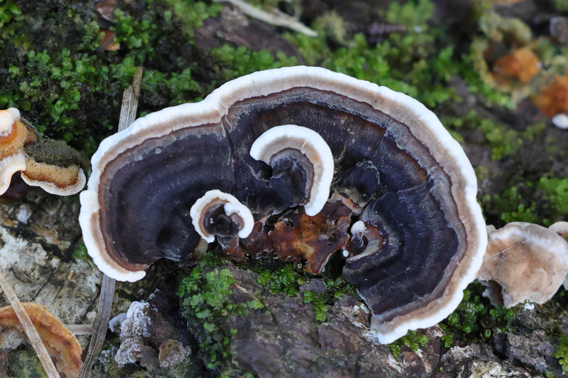 Afficher le média trametes_versicolor9md trametes_versicolor9md
