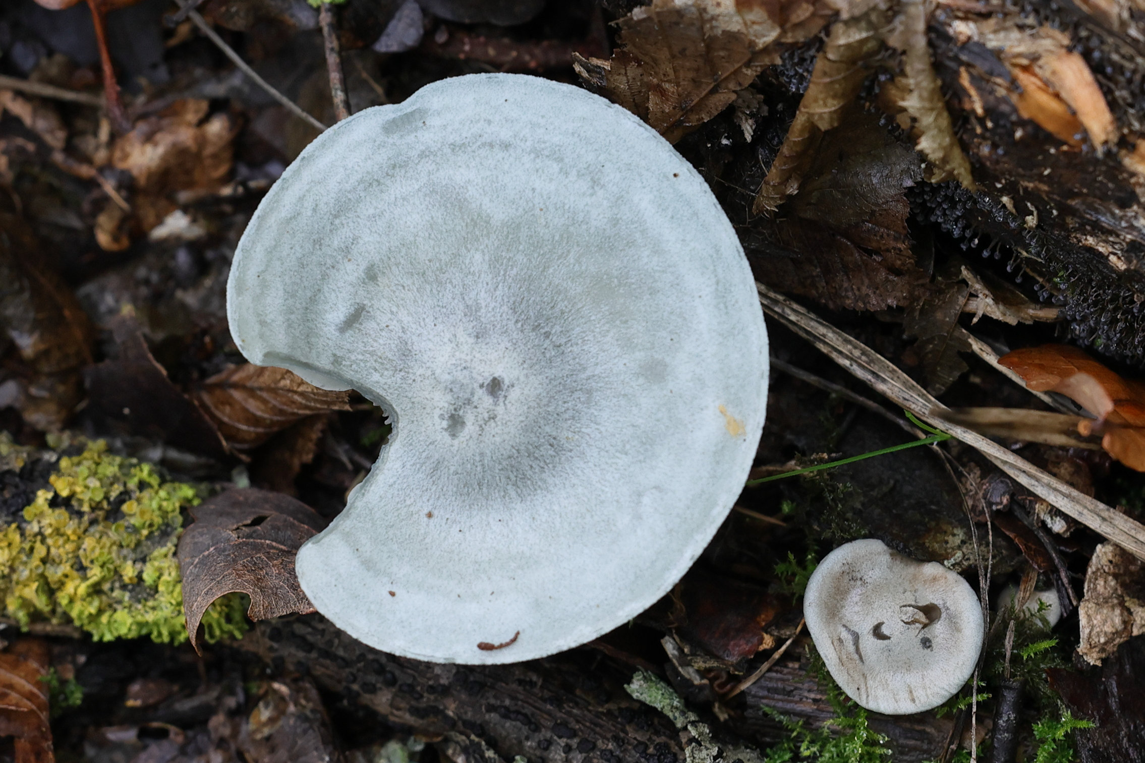 Afficher le média clitocybe_odora1md clitocybe_odora1md