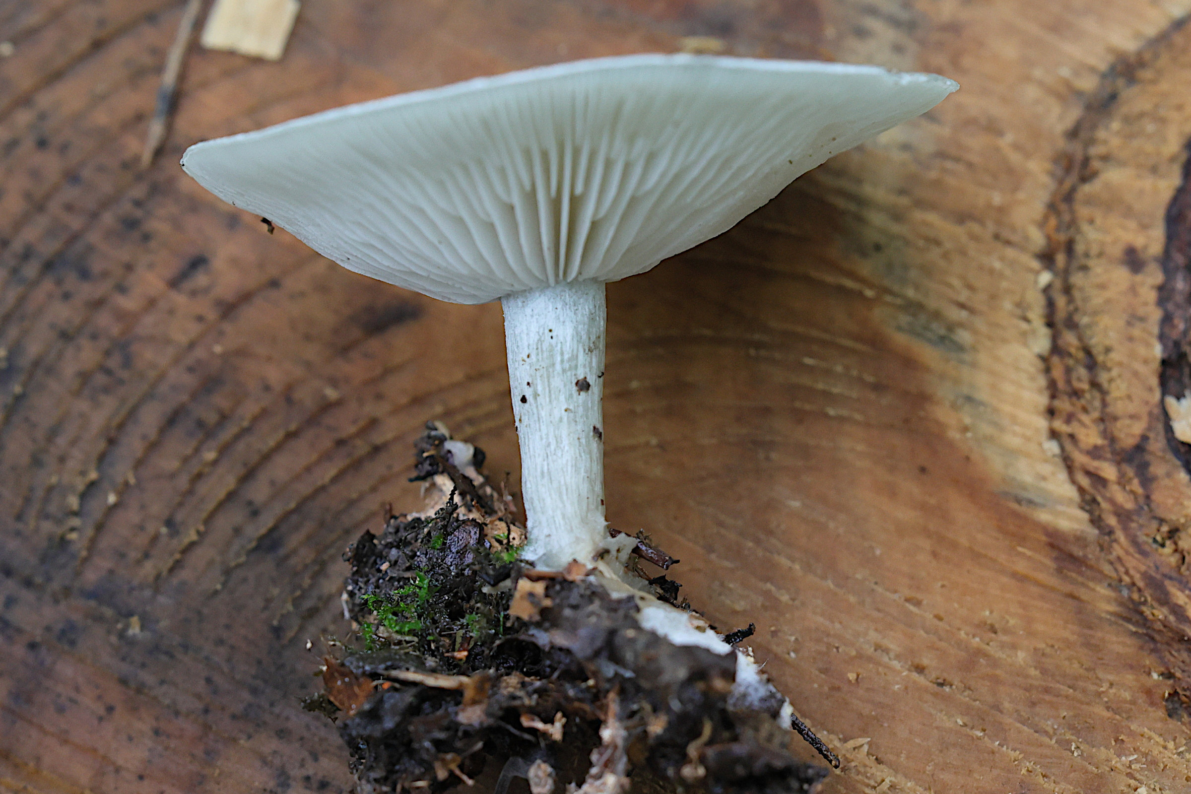 Afficher le média clitocybe_odora2md clitocybe_odora2md