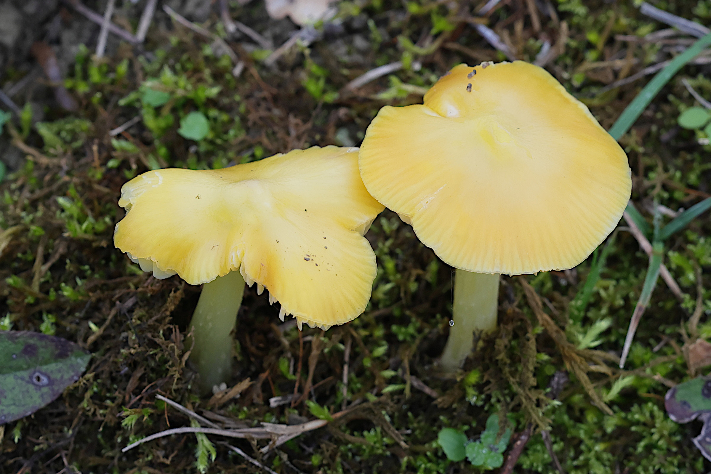 Afficher le média hygrocybe_chlorophana1md hygrocybe_chlorophana1md