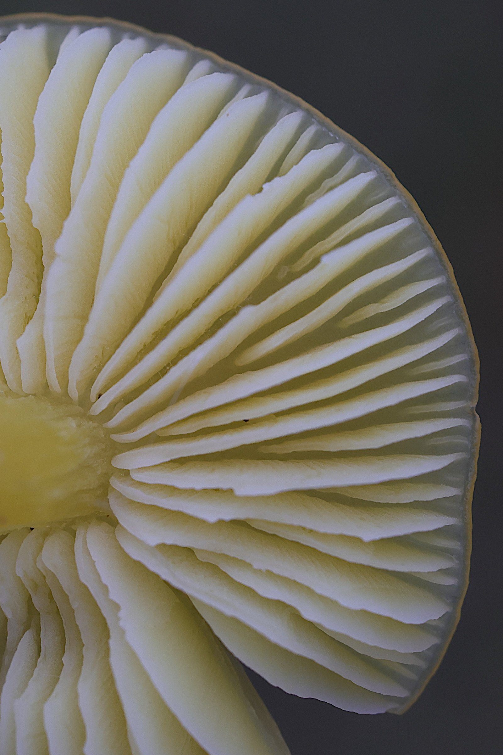 Afficher le média hygrocybe_chlorophana2md hygrocybe_chlorophana2md