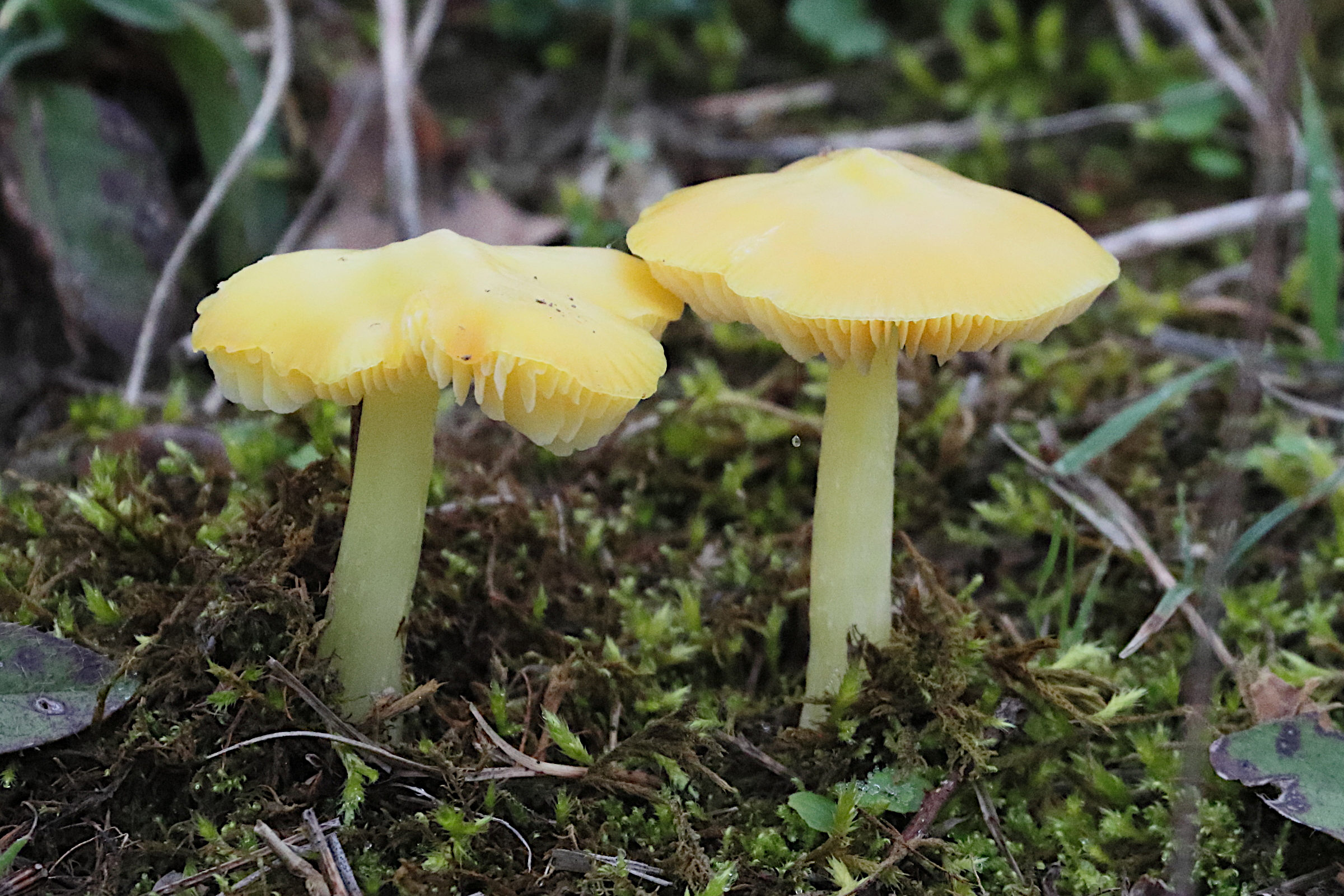 Afficher le média hygrocybe_chlorophana3bdd hygrocybe_chlorophana3bdd
