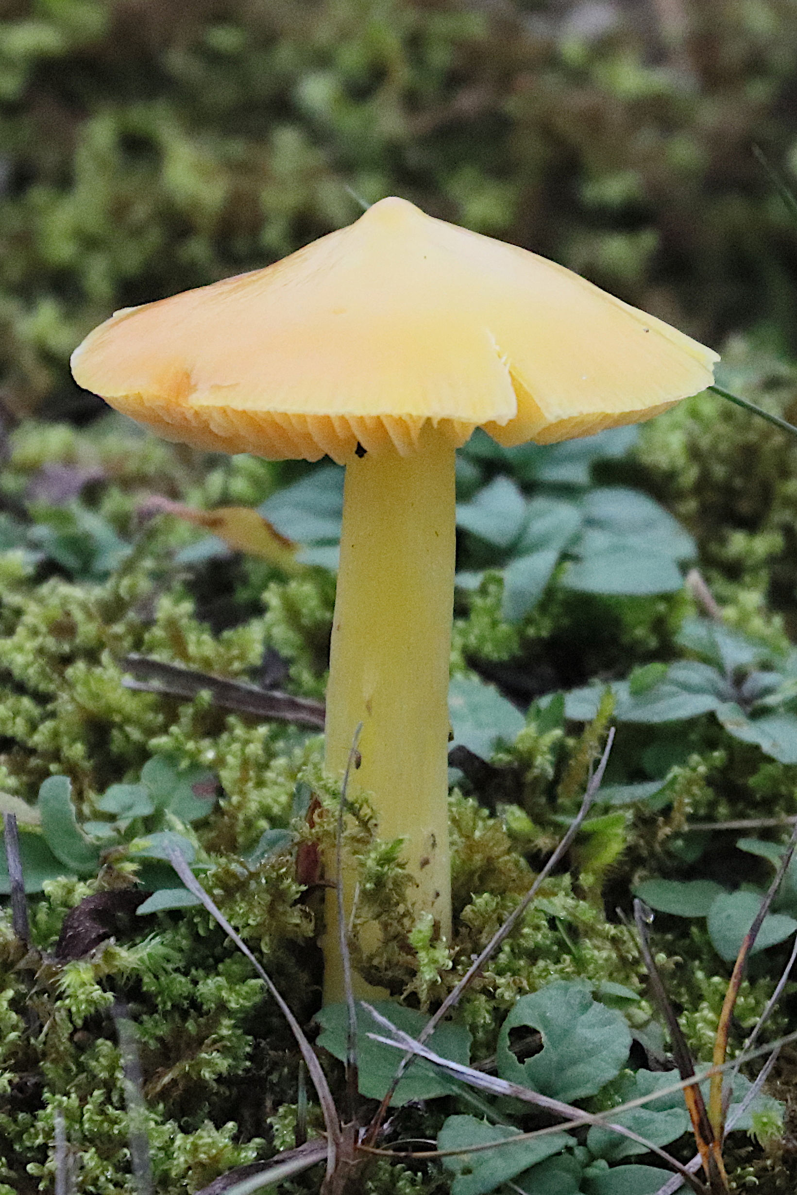 Afficher le média hygrocybe_chlorophana4bd hygrocybe_chlorophana4bd