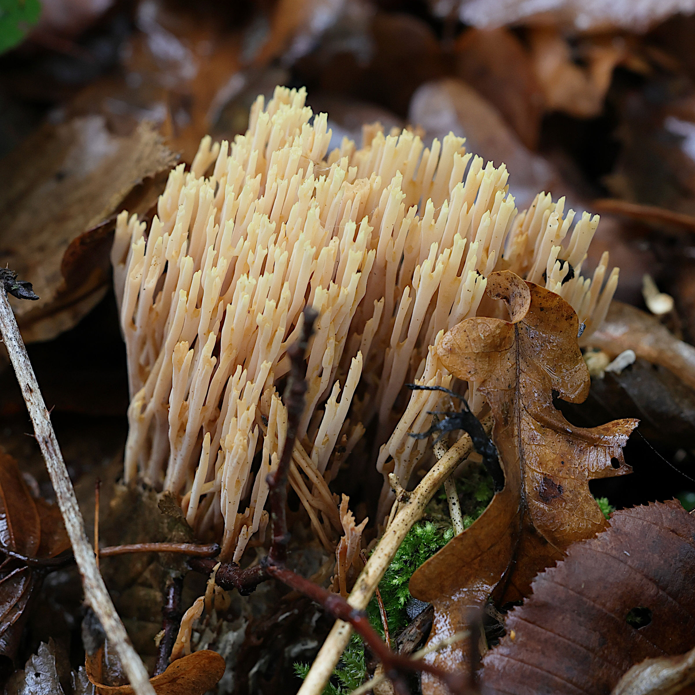 Afficher le média ramaria_stricta1md ramaria_stricta1md