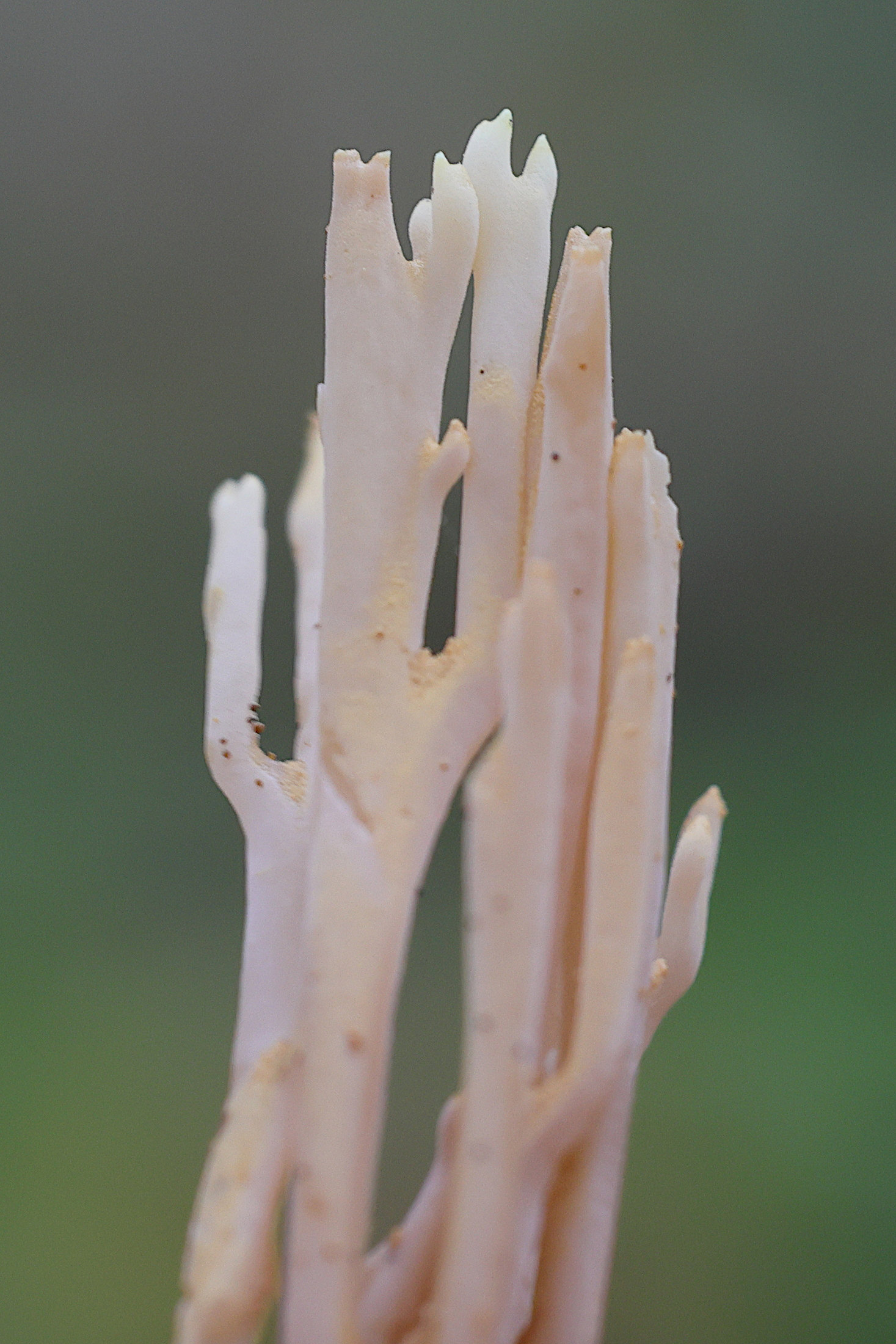 Afficher le média ramaria_stricta2md ramaria_stricta2md