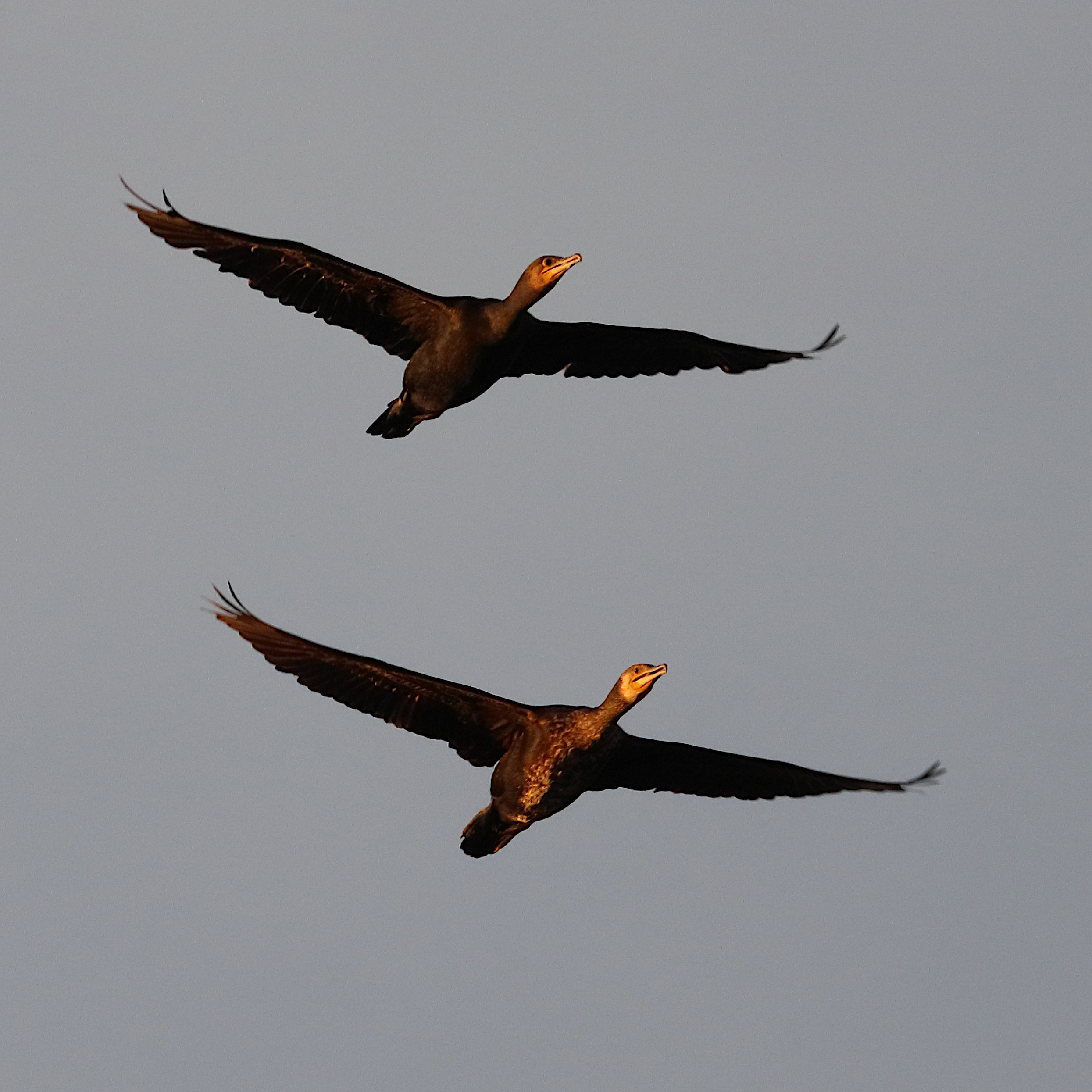 grand_cormoran_-_phalacrocorax_carbo18bd