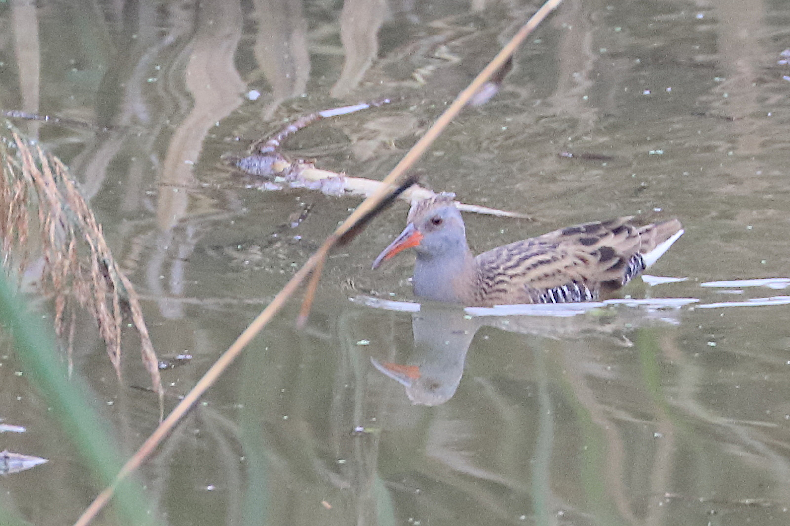 rale_d-eau_-_rallus_aquaticus8bd