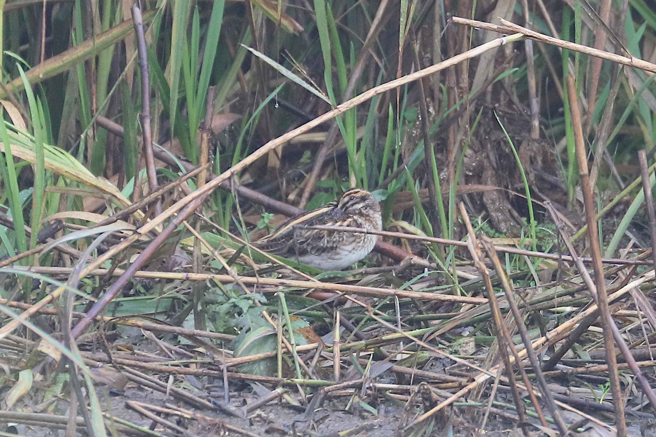 Afficher le média becassine_sourde_-_lymnocryptes_minimus1bd becassine_sourde_-_lymnocryptes_minimus1bd