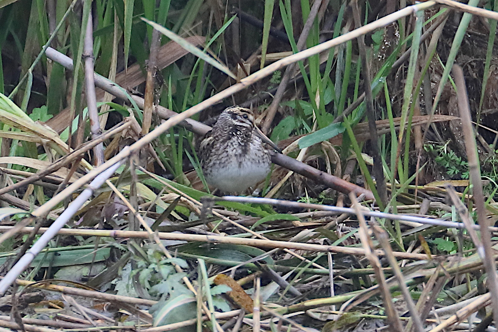 Afficher le média becassine_sourde_-_lymnocryptes_minimus2bd becassine_sourde_-_lymnocryptes_minimus2bd