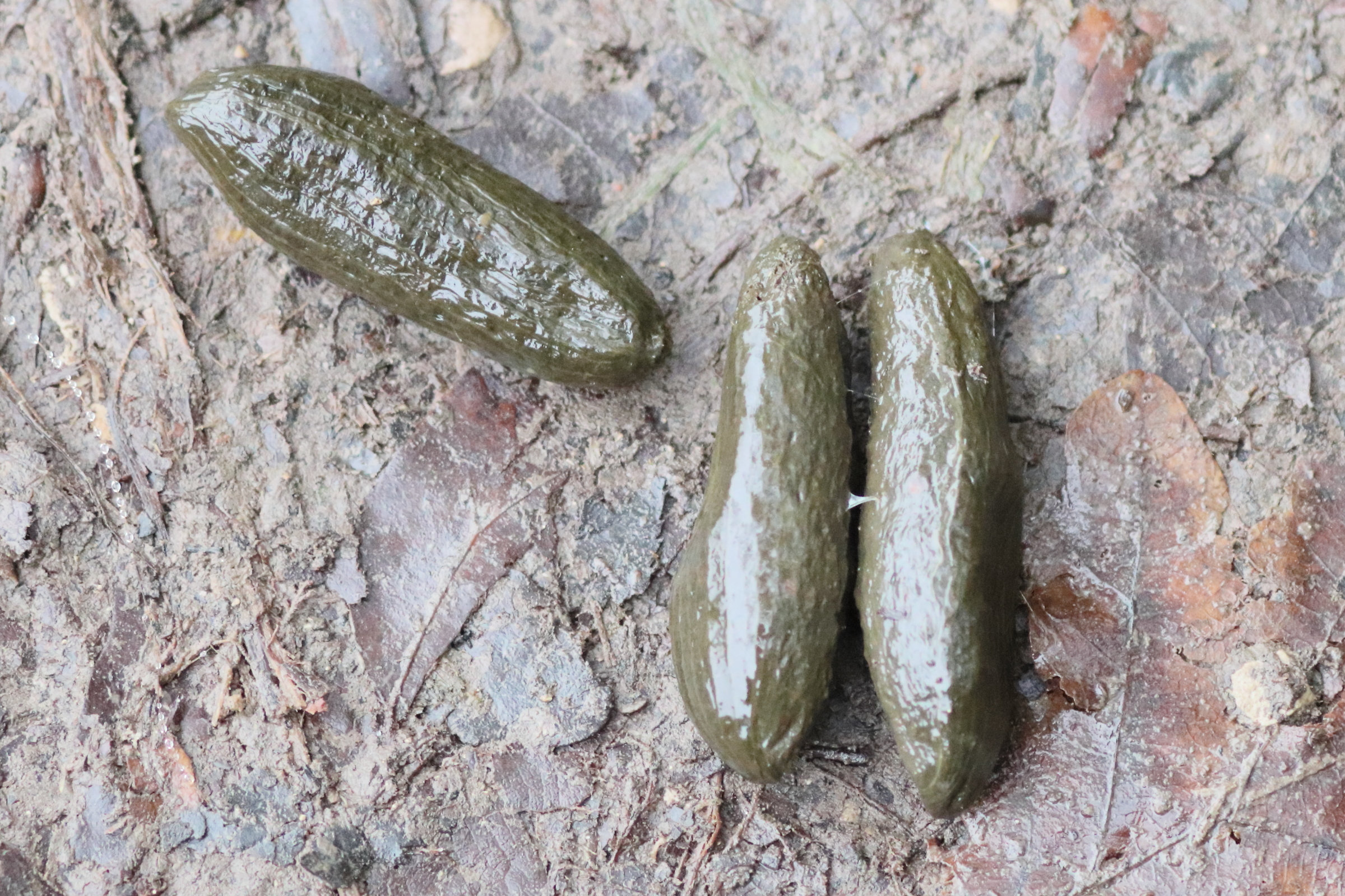 myocastor_coypus_crottes1bd