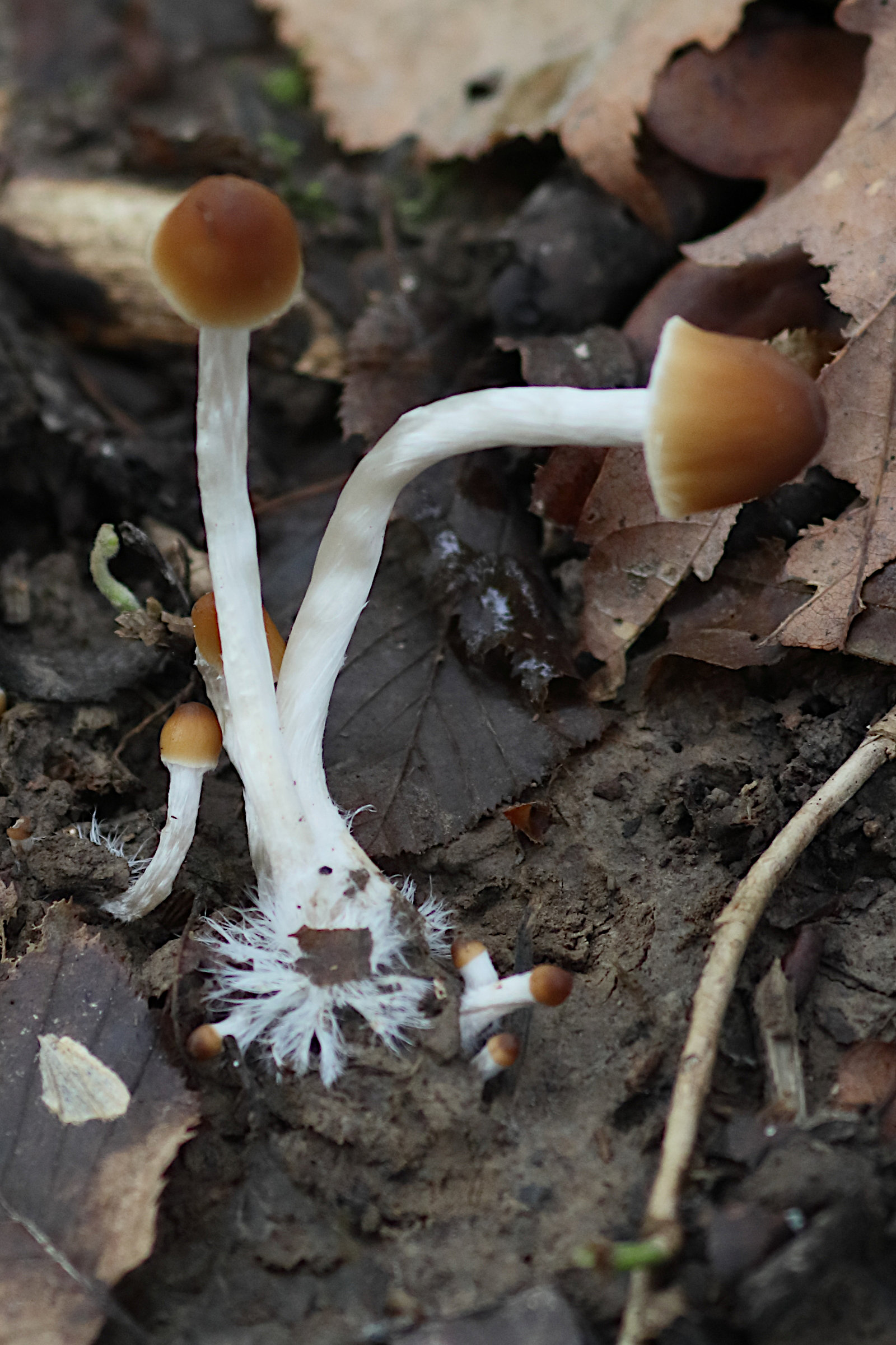 Afficher le média psathyrella_piluliformis3bd psathyrella_piluliformis3bd