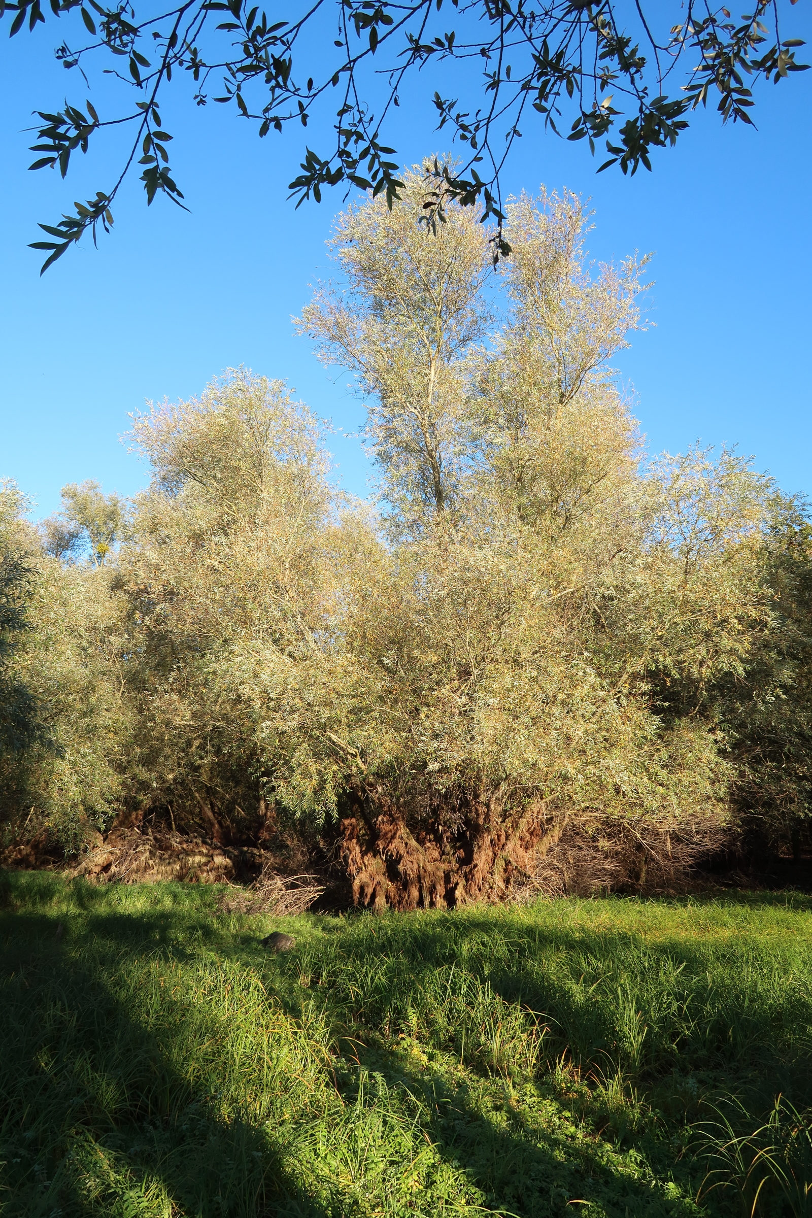 salix_alba10md