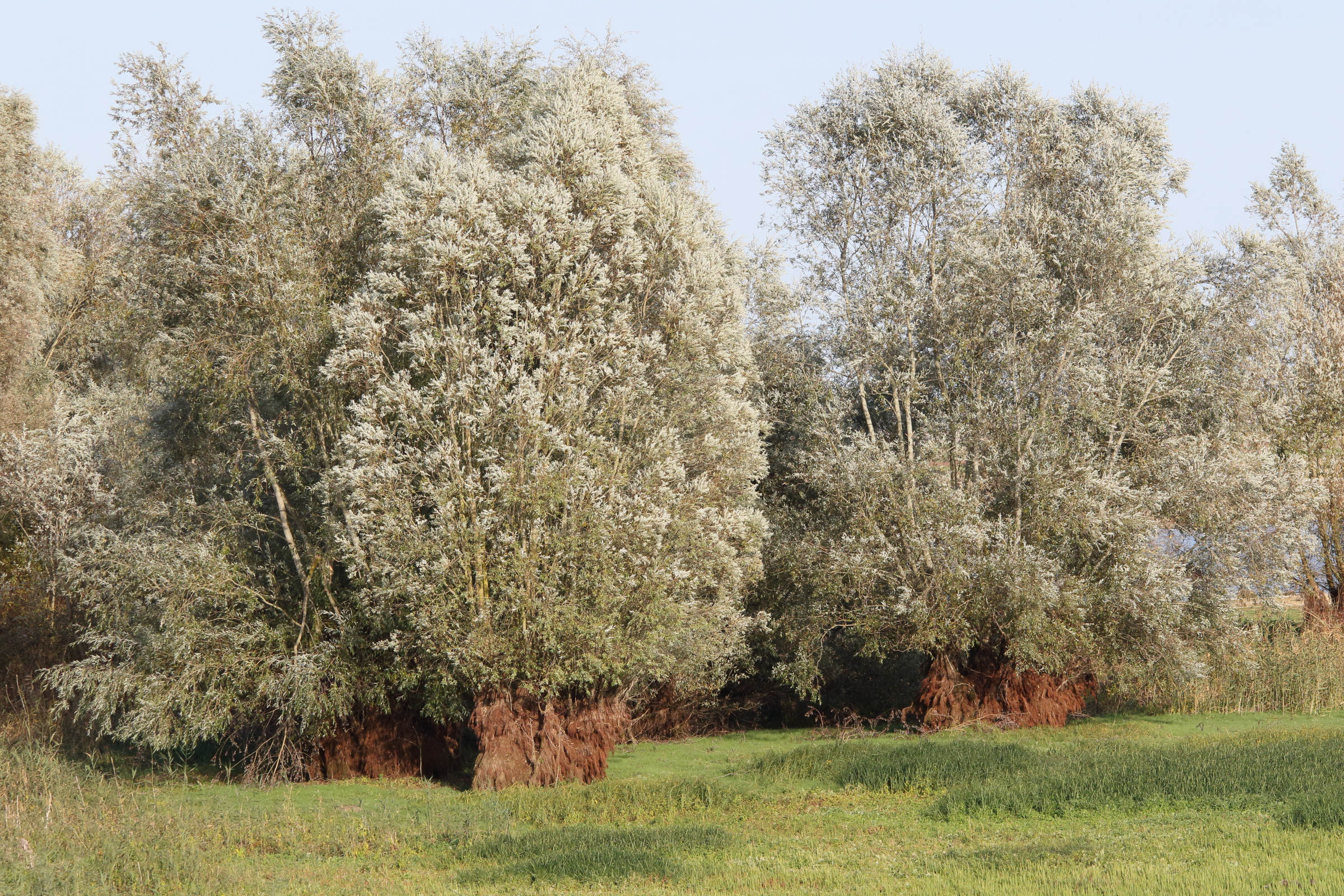salix_alba111md
