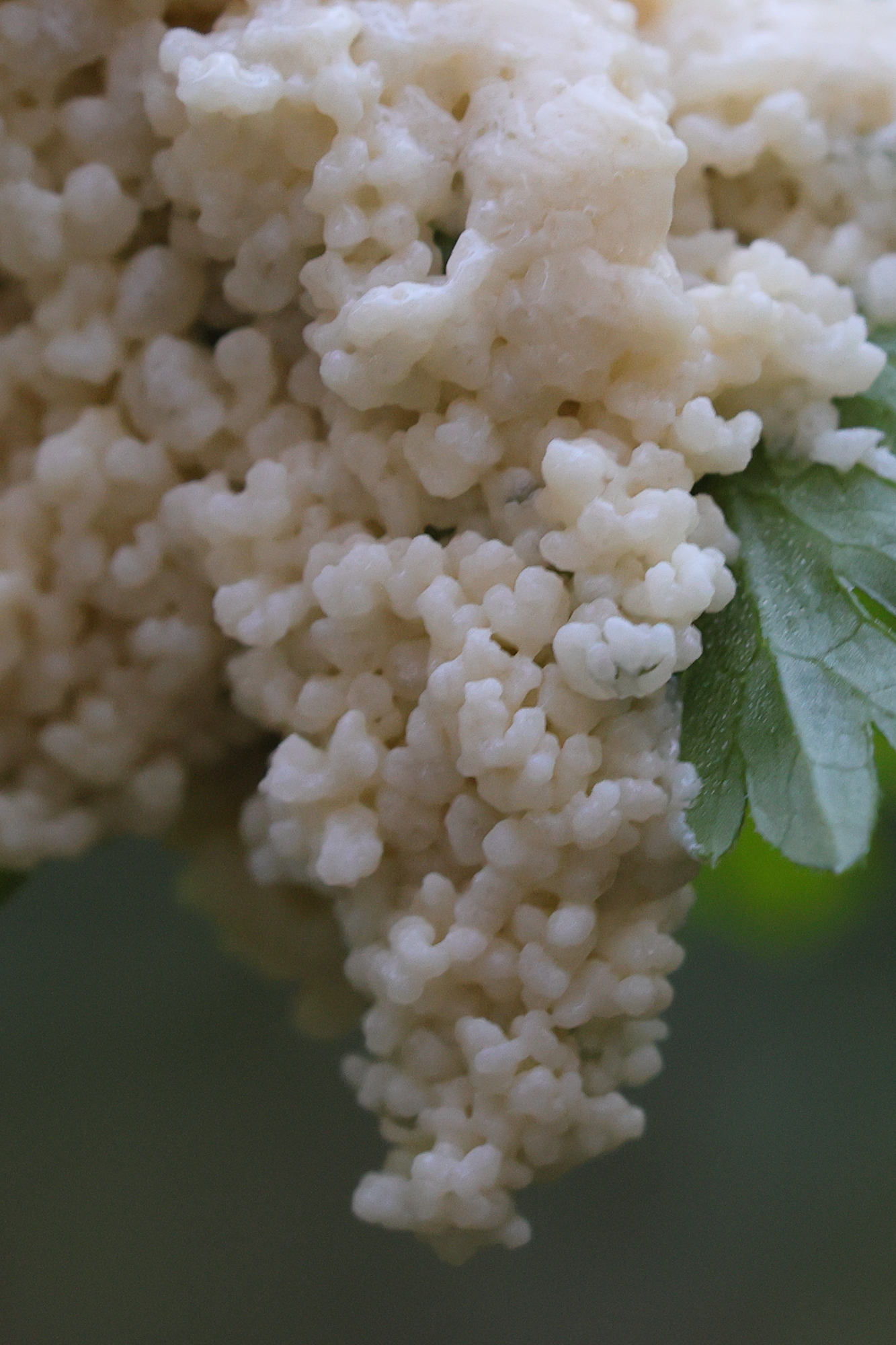 mucilago_crustacea10md