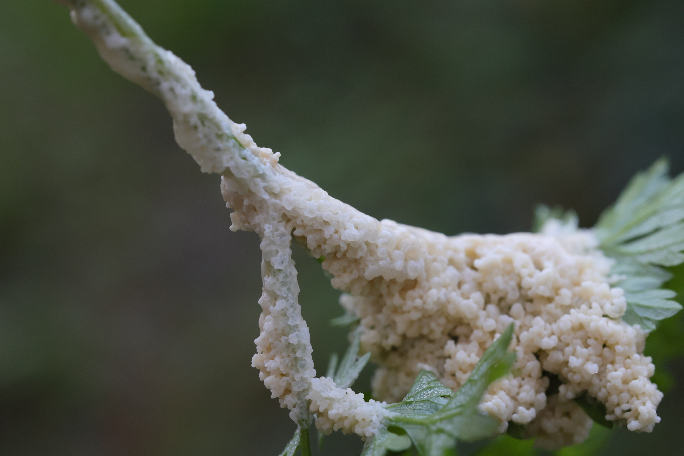 mucilago_crustacea9md