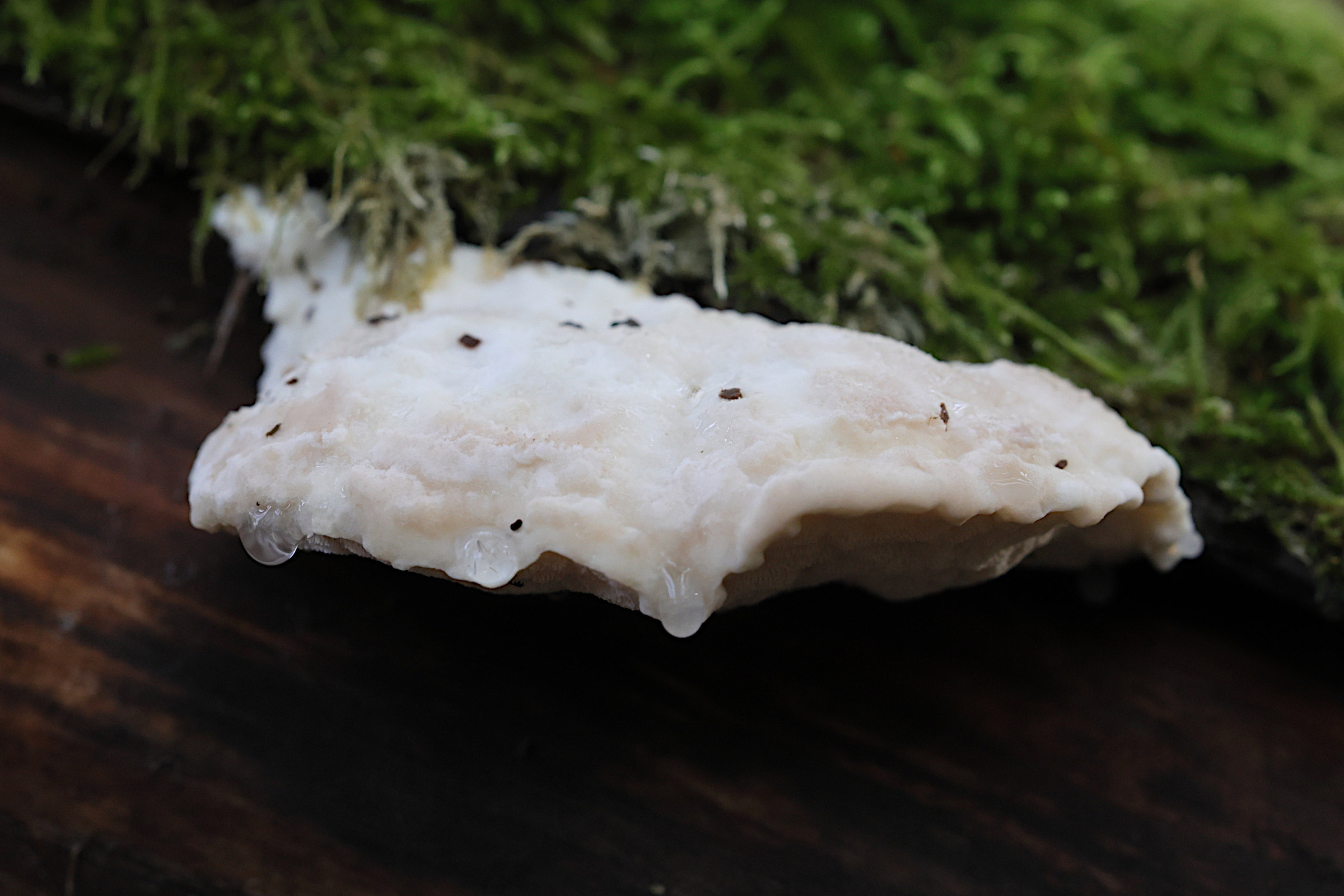 amaropostia_stiptica1md