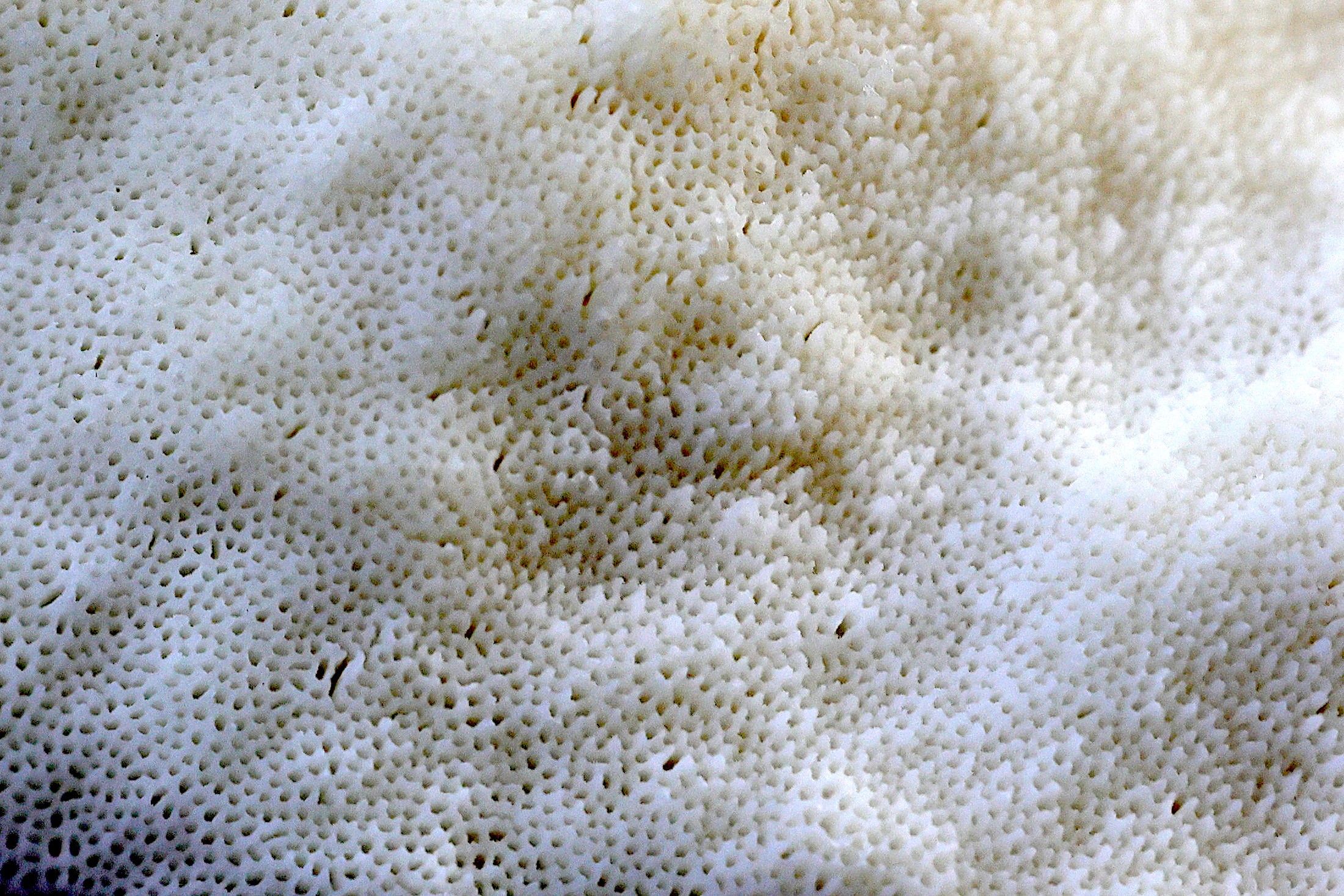 amaropostia_stiptica2md