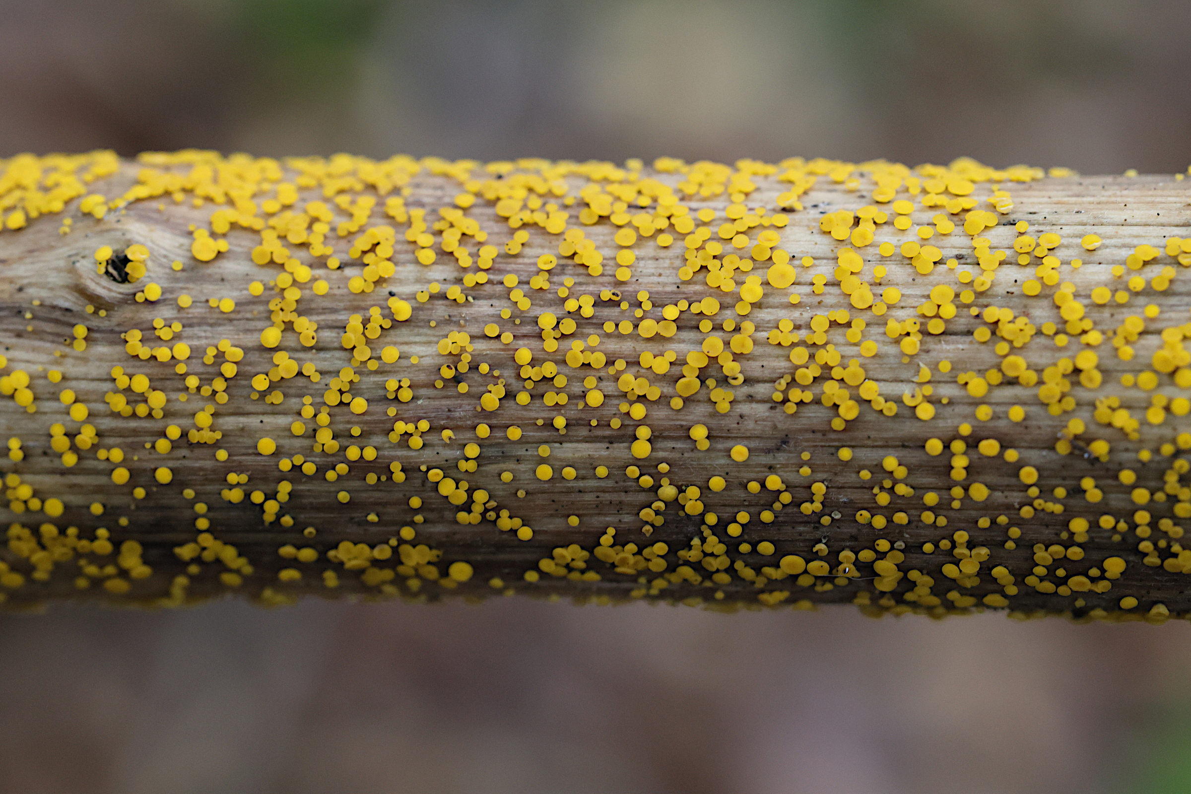 bisporella_citrina2md