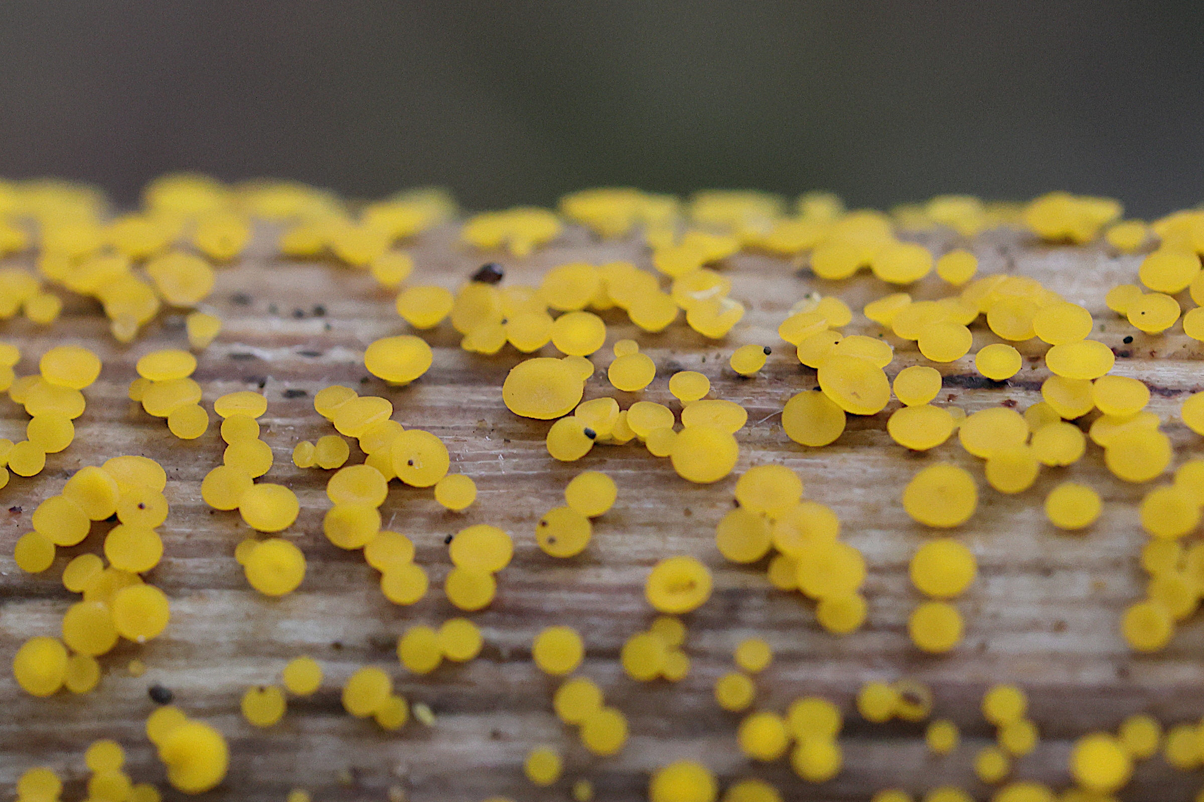 bisporella_citrina3md