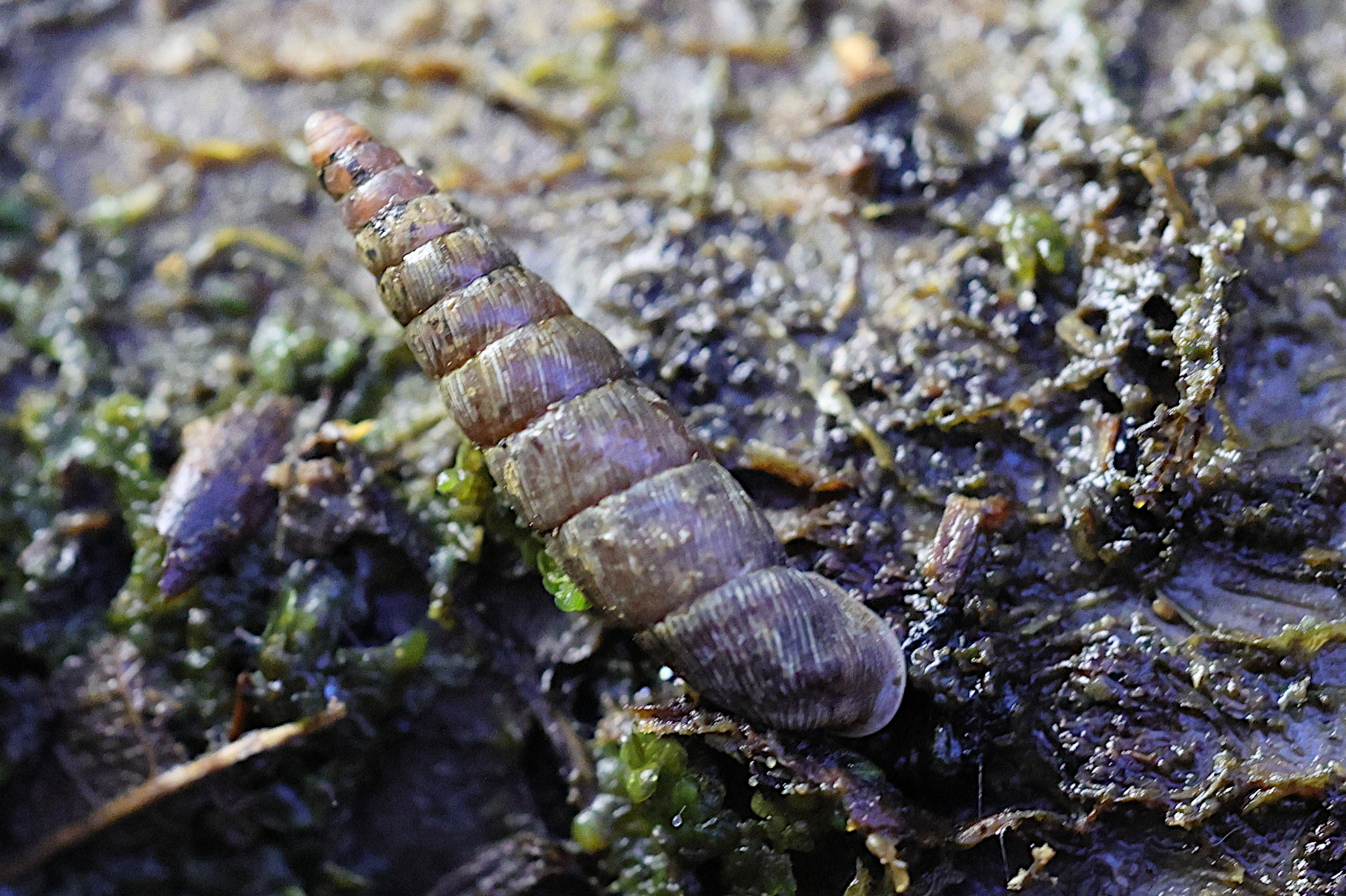 clausilia_bidentata4md
