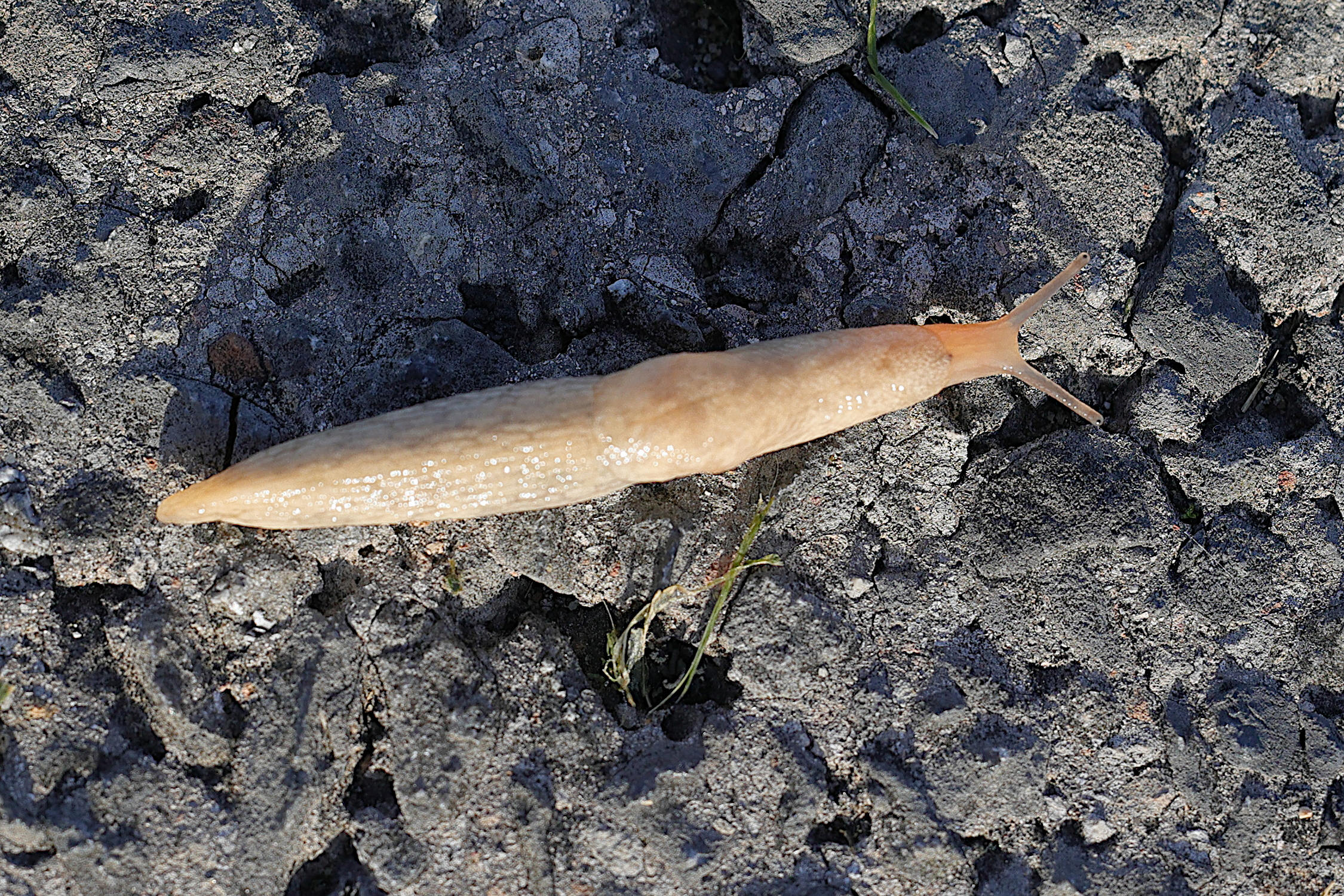 deroceras_agreste3md