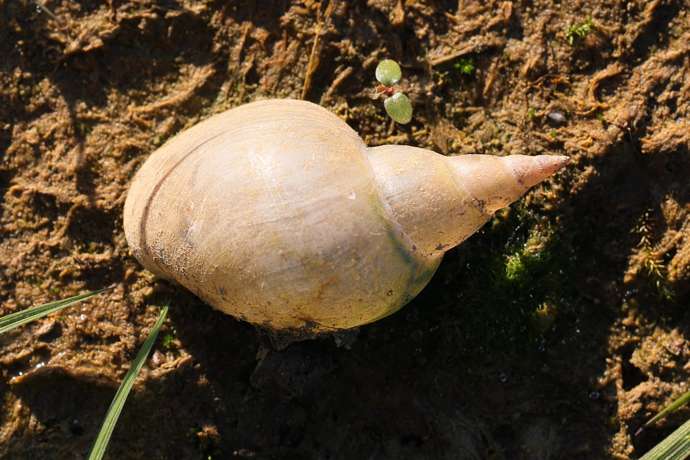 lymnaea_stagnalis4md