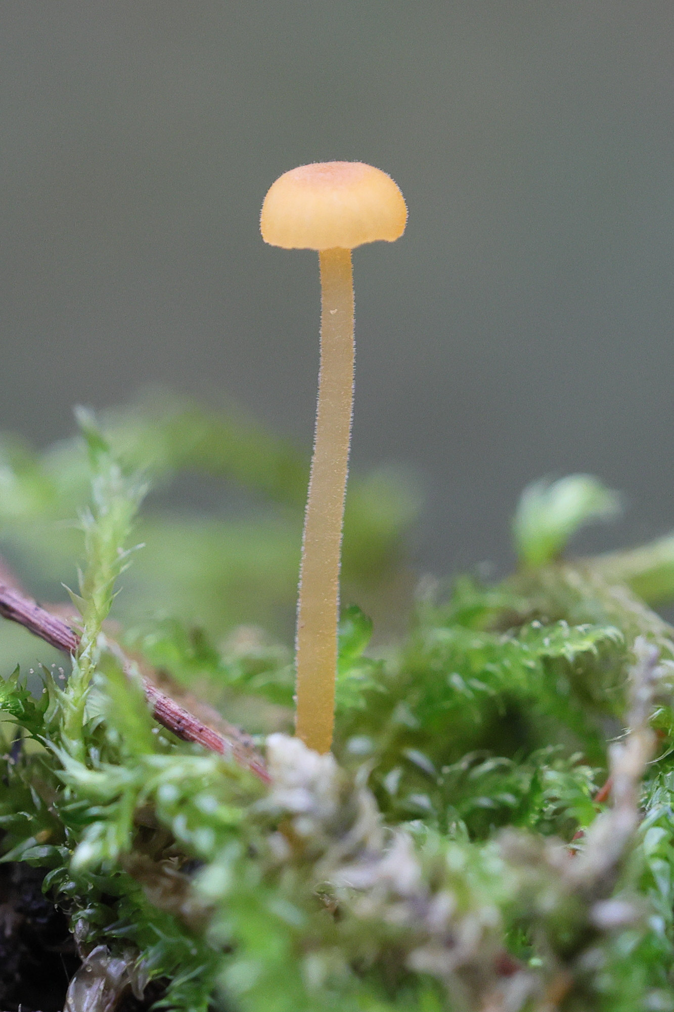 mycena_acicula1md