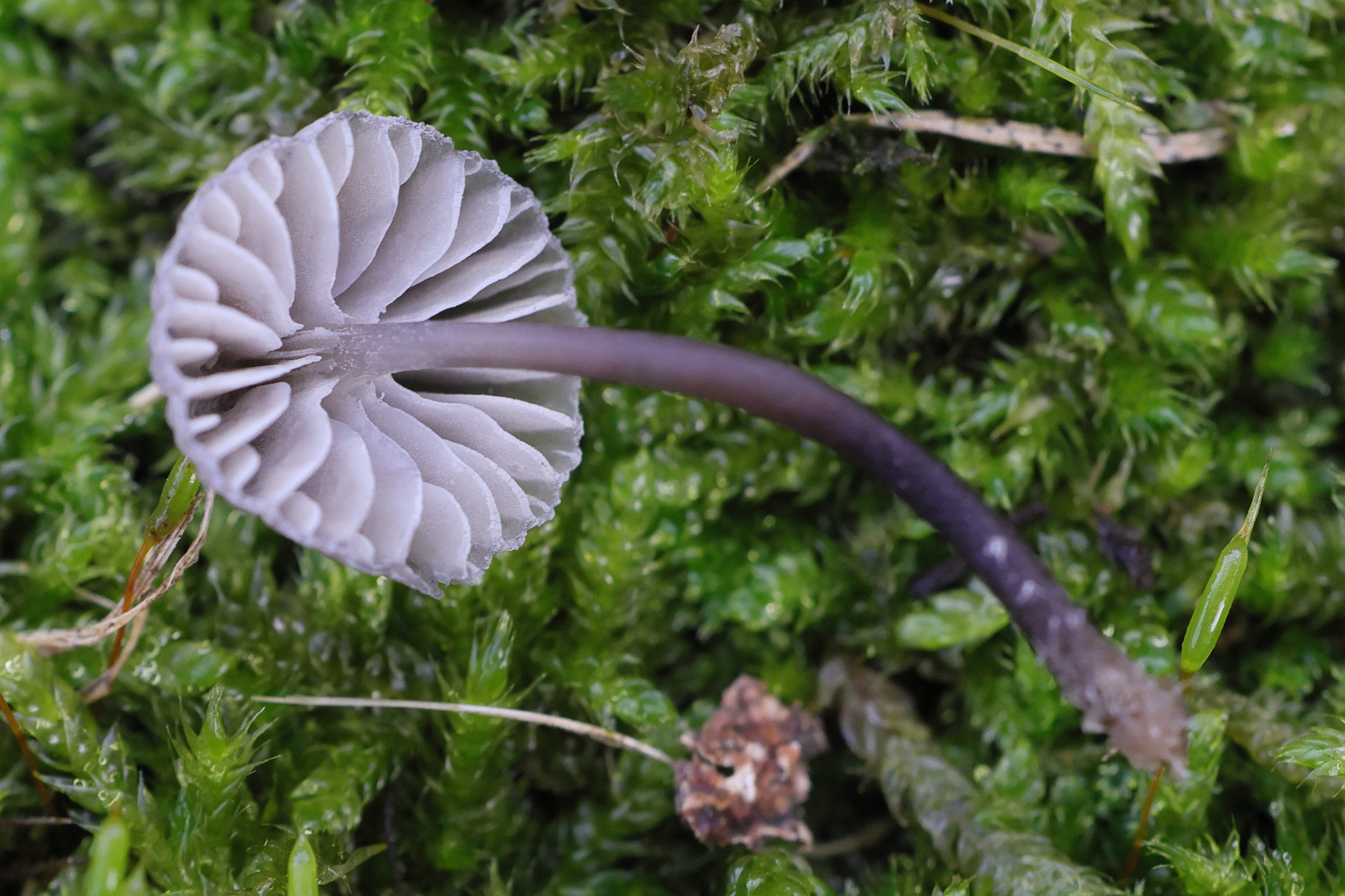 mycena_pseudocorticola3md