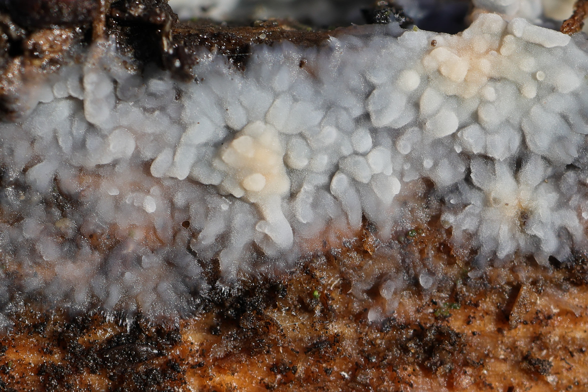 phlebiopsis_gigantea4md