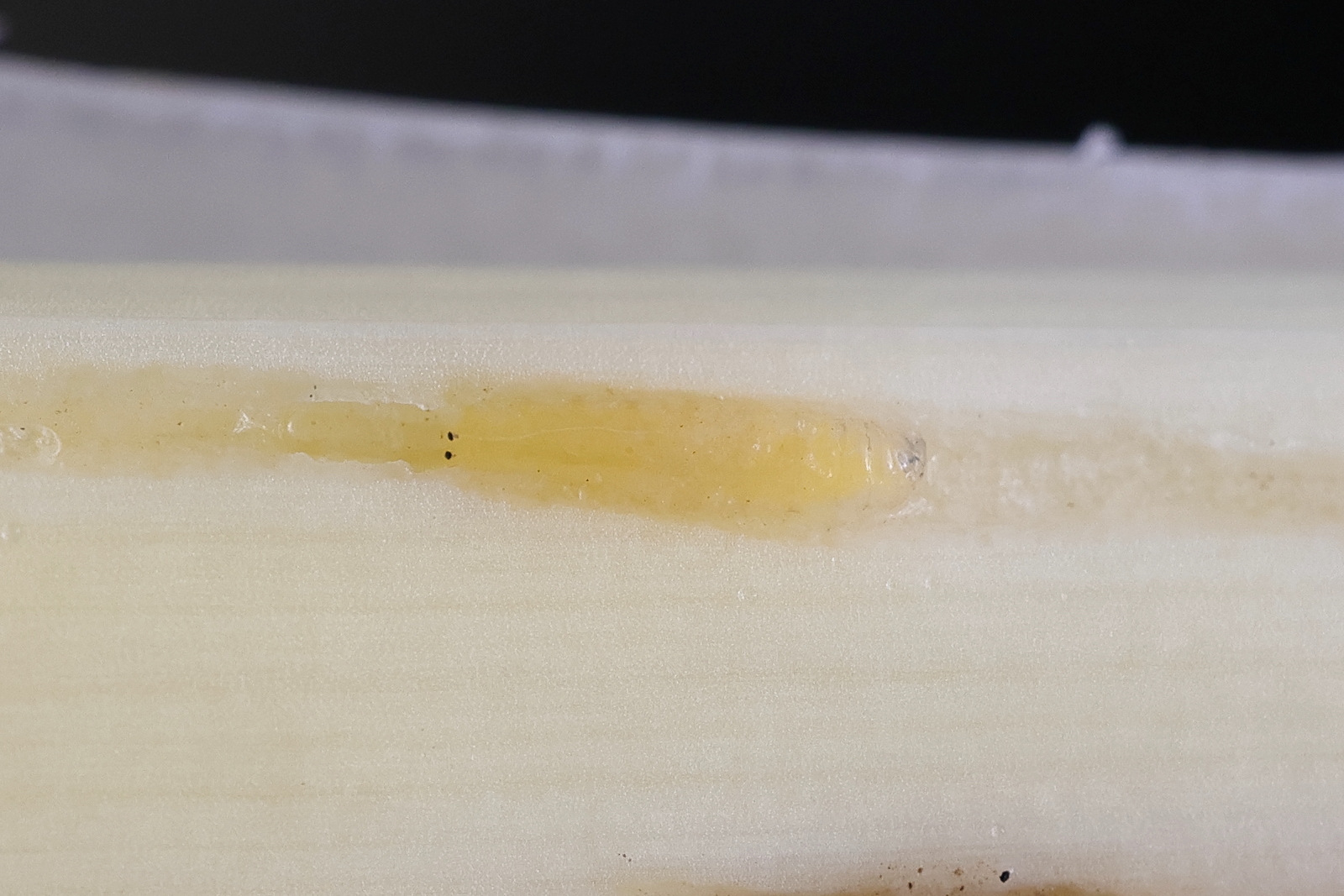 phytomyza_gymnostoma2md