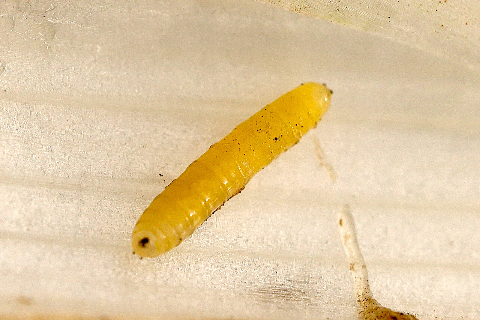 phytomyza_gymnostoma4md