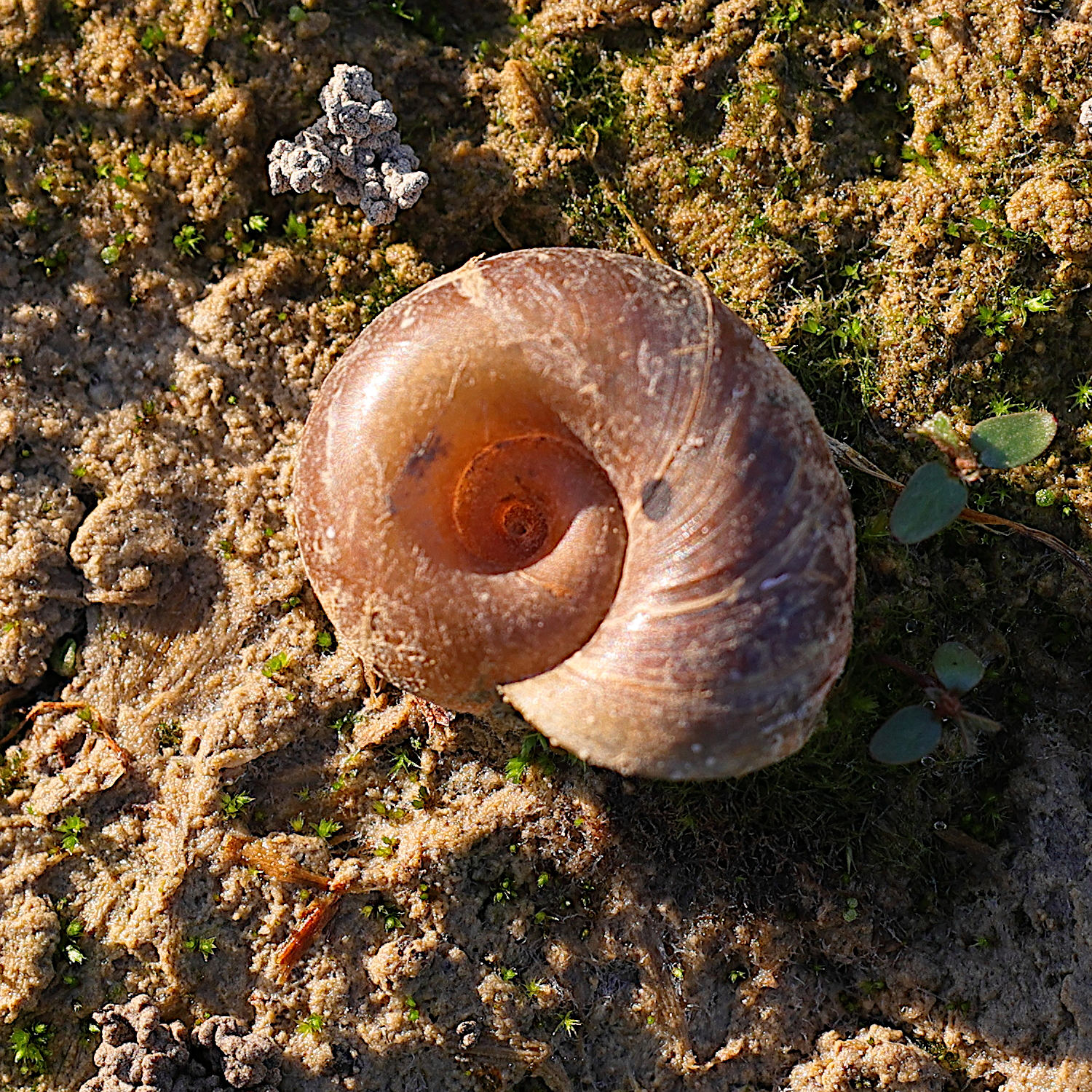 planorbarius_corneus6md