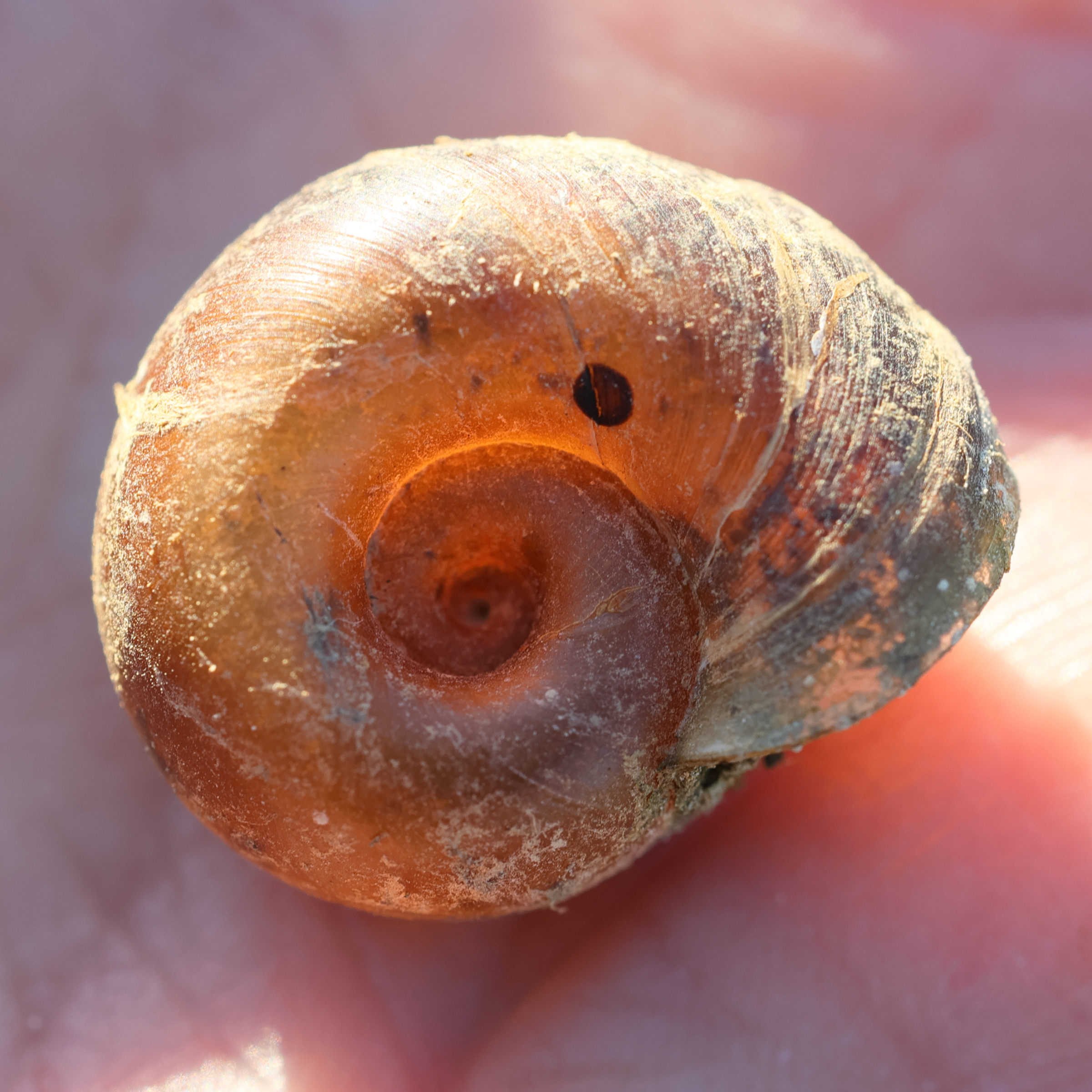 planorbarius_corneus7md