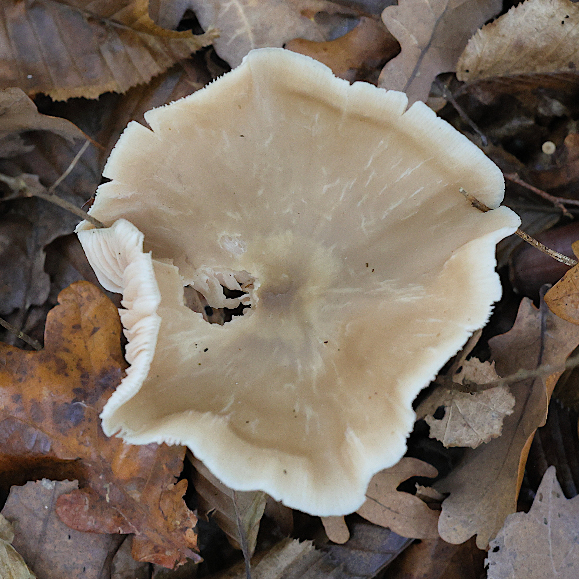 Afficher le média rhodocollybia_butyracea12md rhodocollybia_butyracea12md