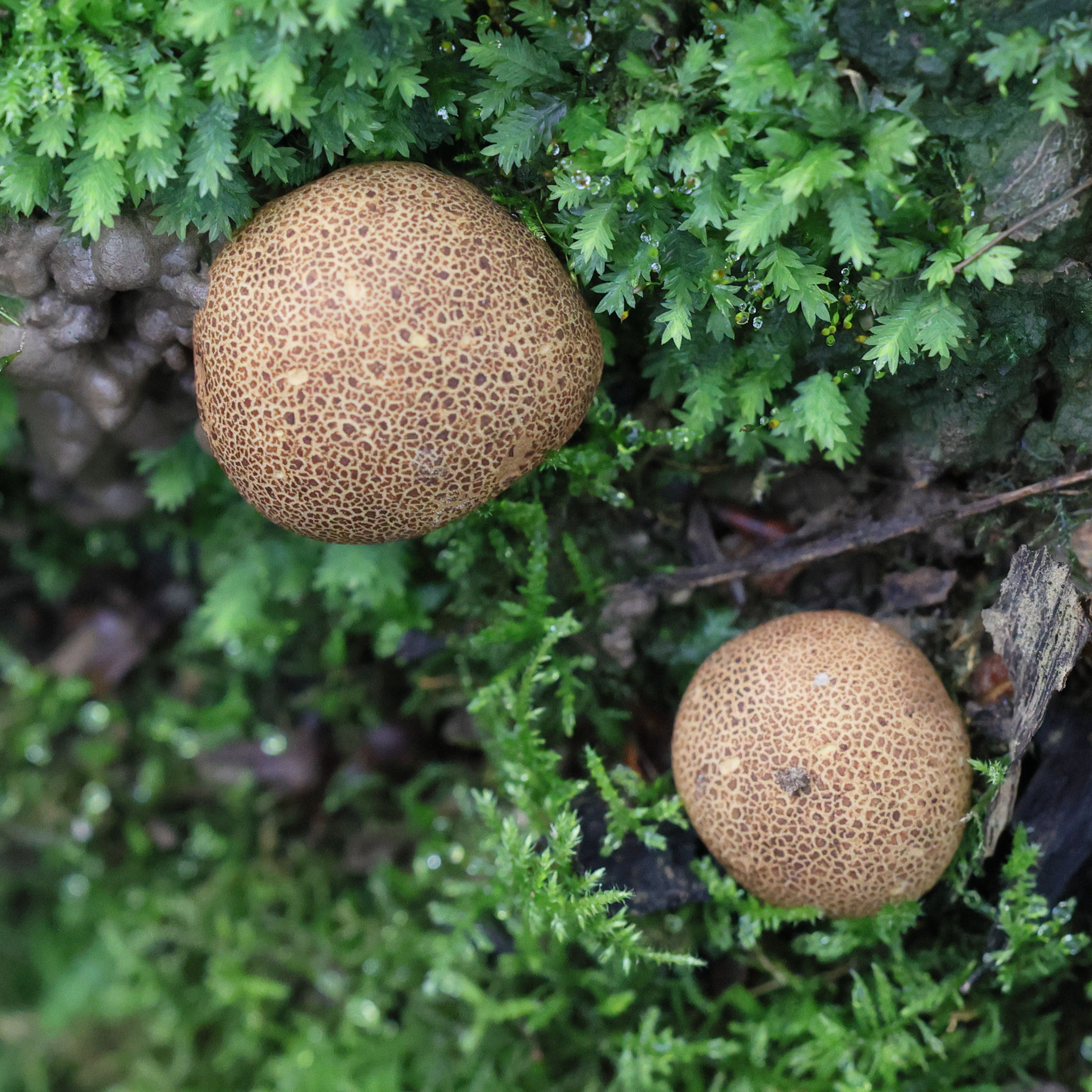 Afficher le média scleroderma_areolatum2md scleroderma_areolatum2md