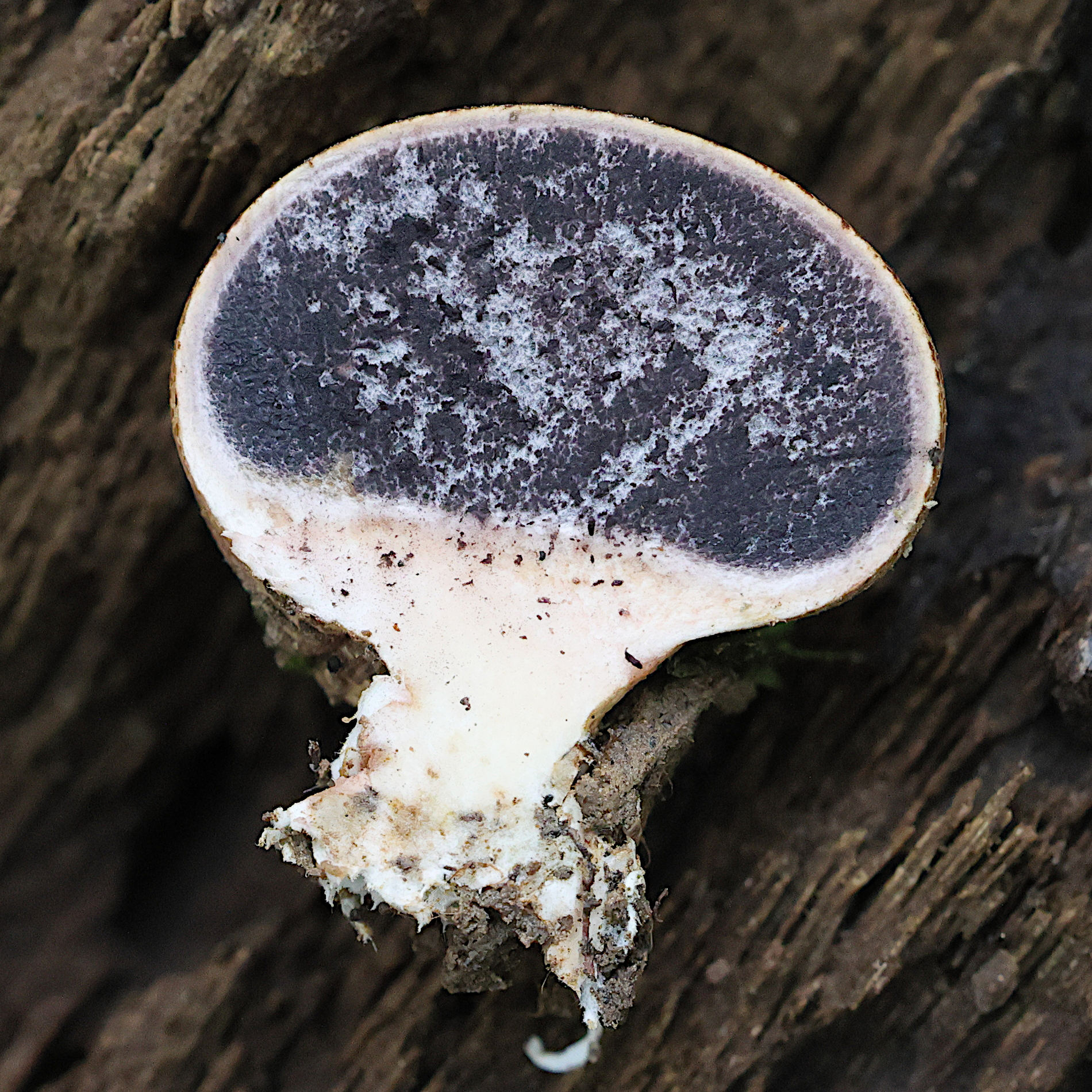 Afficher le média scleroderma_areolatum3md scleroderma_areolatum3md