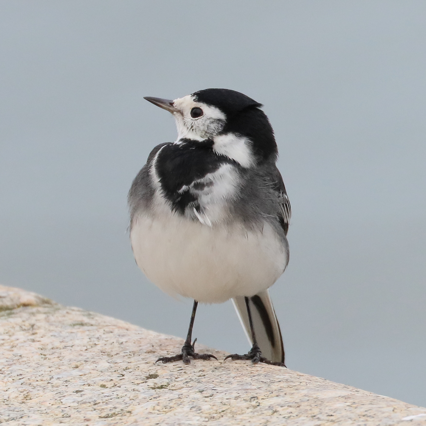 bergeronnette_grise_-_motacilla_alba9bd