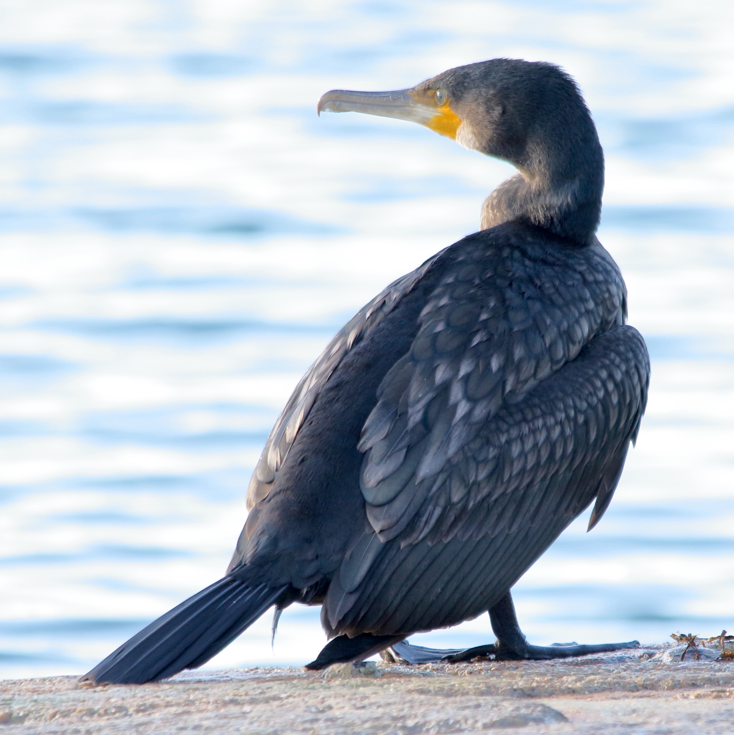 grand_cormoran_-_phalacrocorax_carbo19md