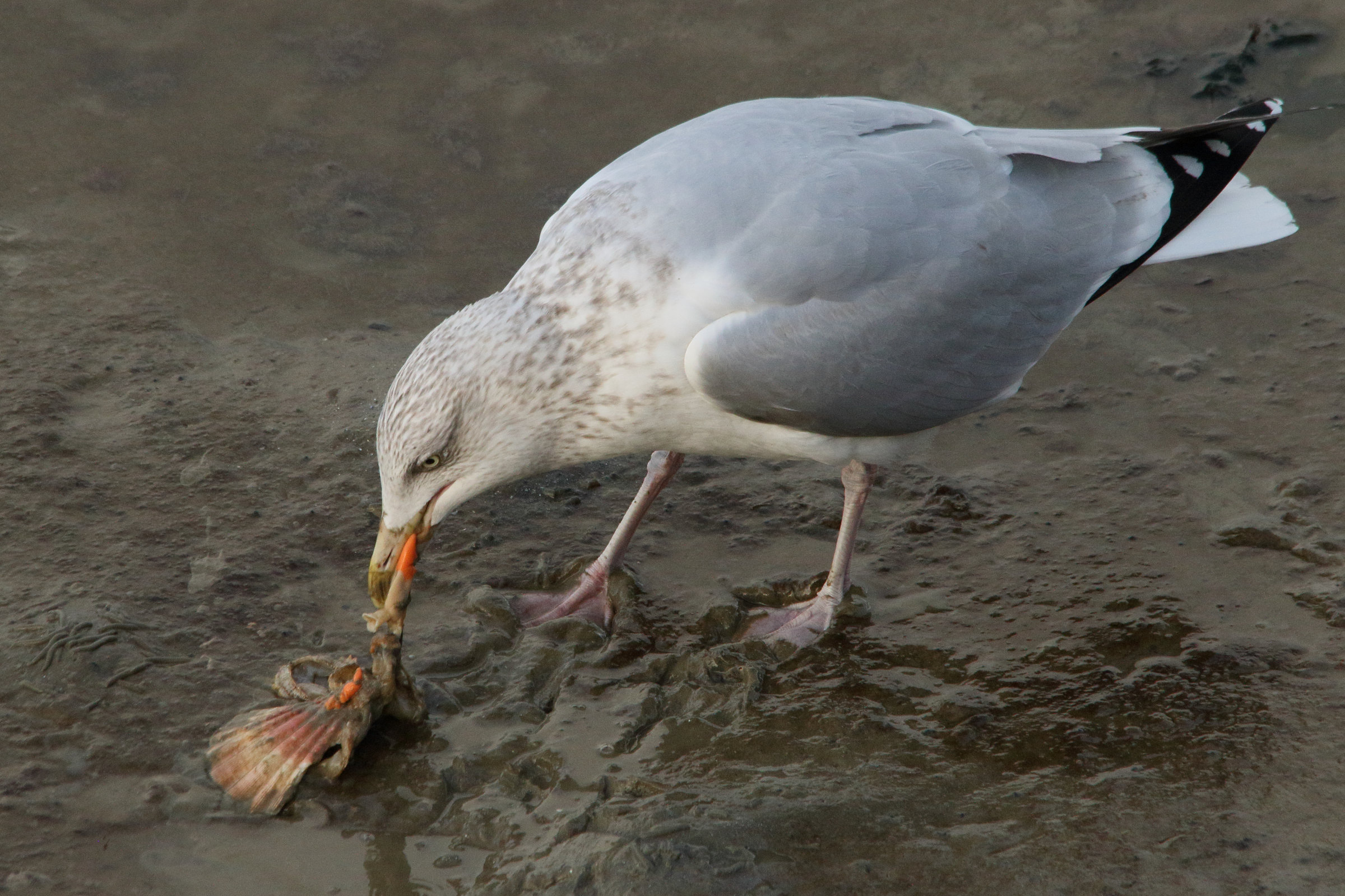 goeland_argente_-_larus_argentatus18md
